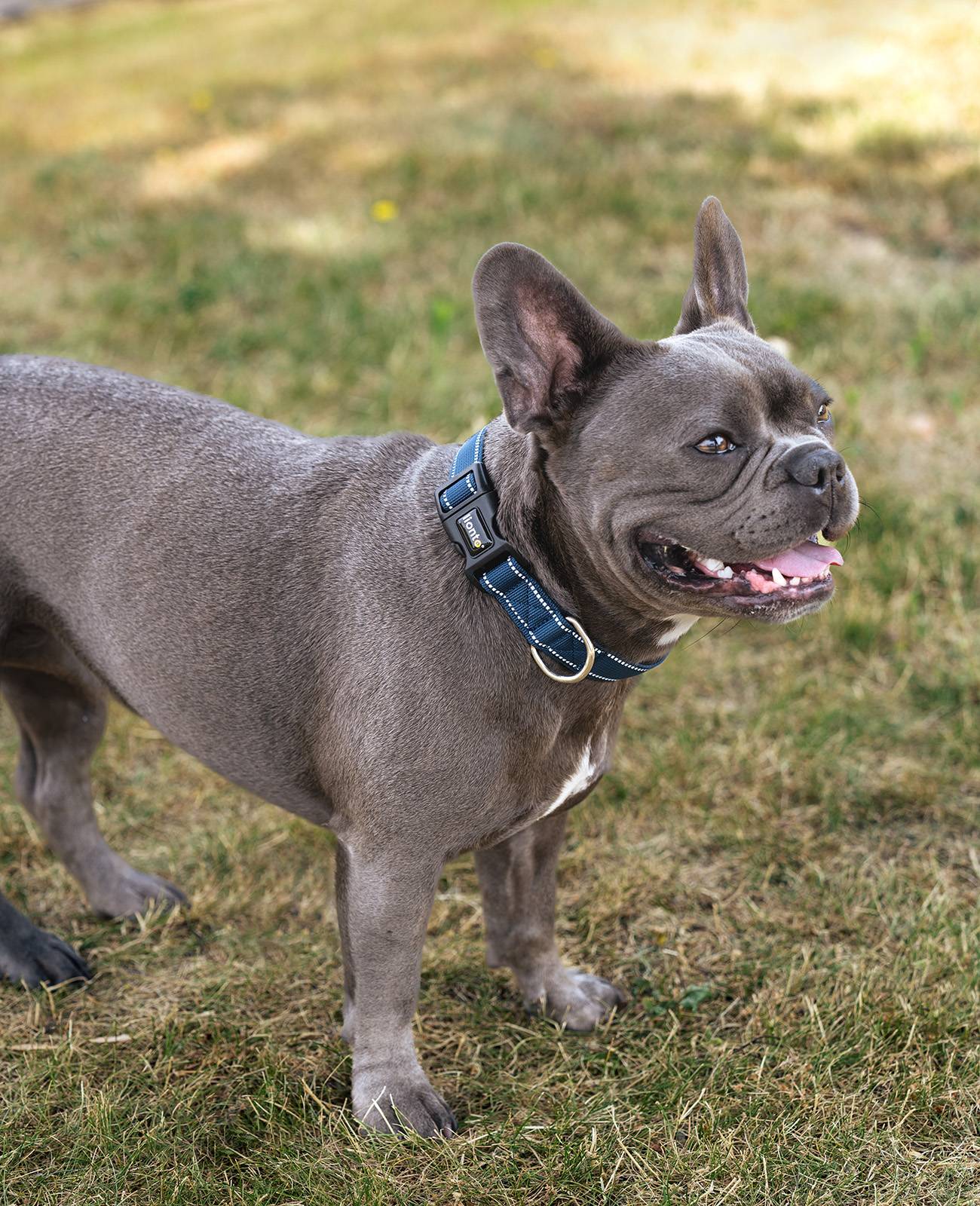 lionto Hundehalsband reflektierend, gepolstert & verstellbar aus Nylon und Neopren, (S) verstellbare Länge 30-40 cm, blau