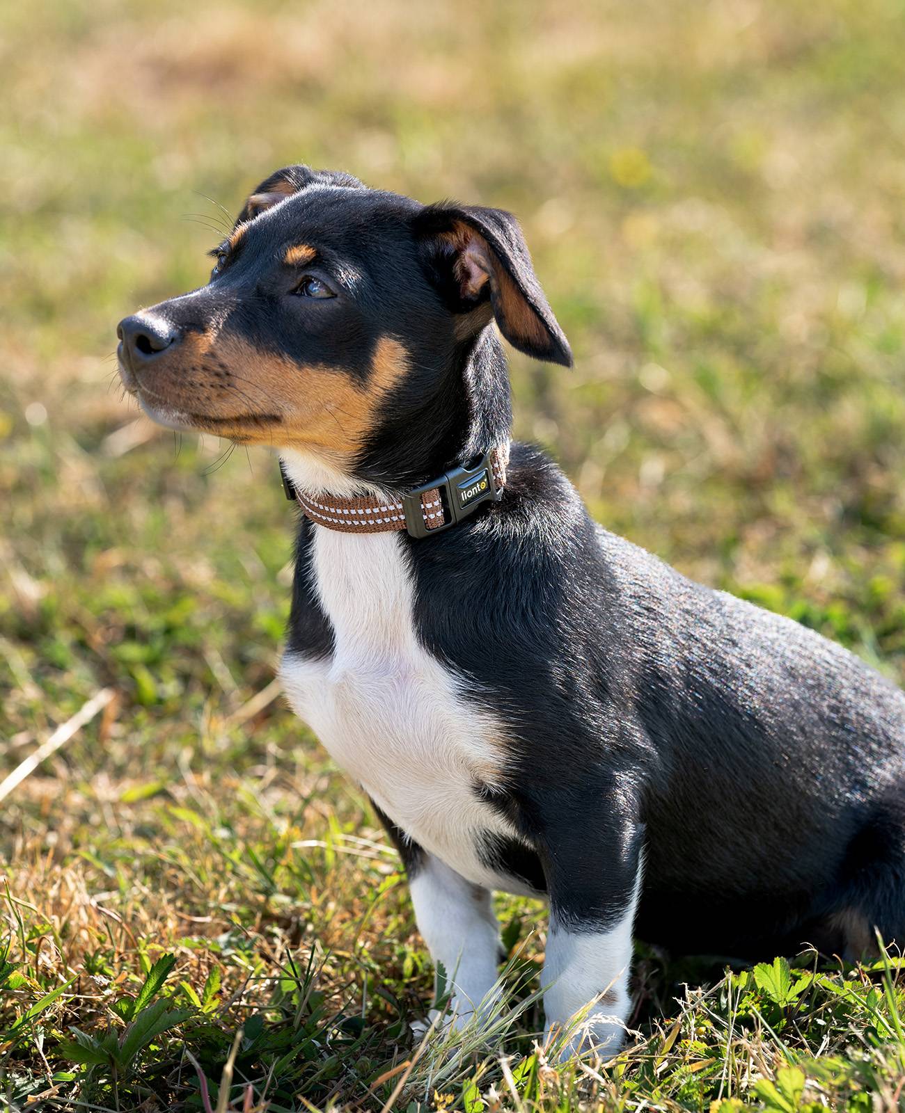 lionto Hundehalsband reflektierend, gepolstert & verstellbar aus Nylon und Neopren, (XS) verstellbare Länge 20-30 cm, braun