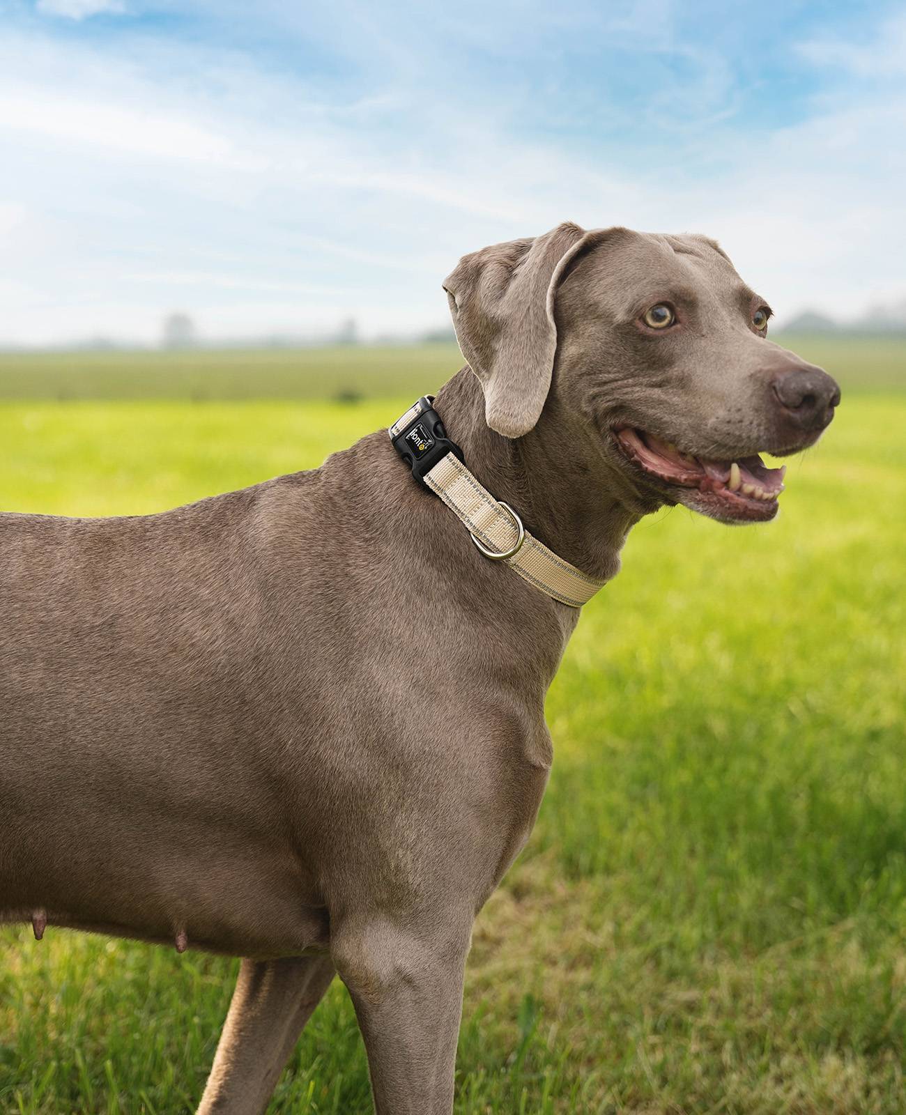 lionto Hundehalsband reflektierend, gepolstert & verstellbar aus Nylon und Neopren, (XL) verstellbare Länge 45-70 cm, beige