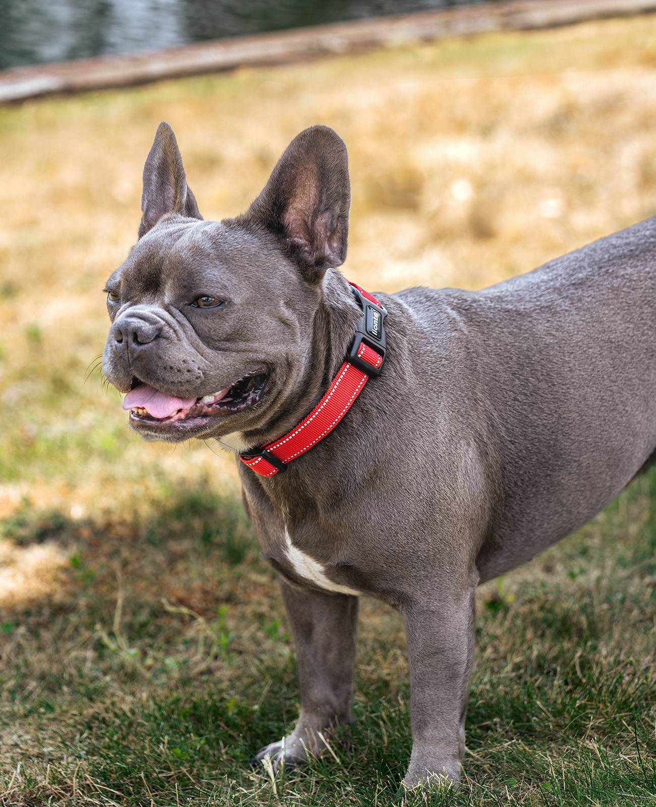lionto Hundehalsband reflektierend, gepolstert & verstellbar aus Nylon und Neopren, (M) verstellbare Länge 35-50 cm, rot