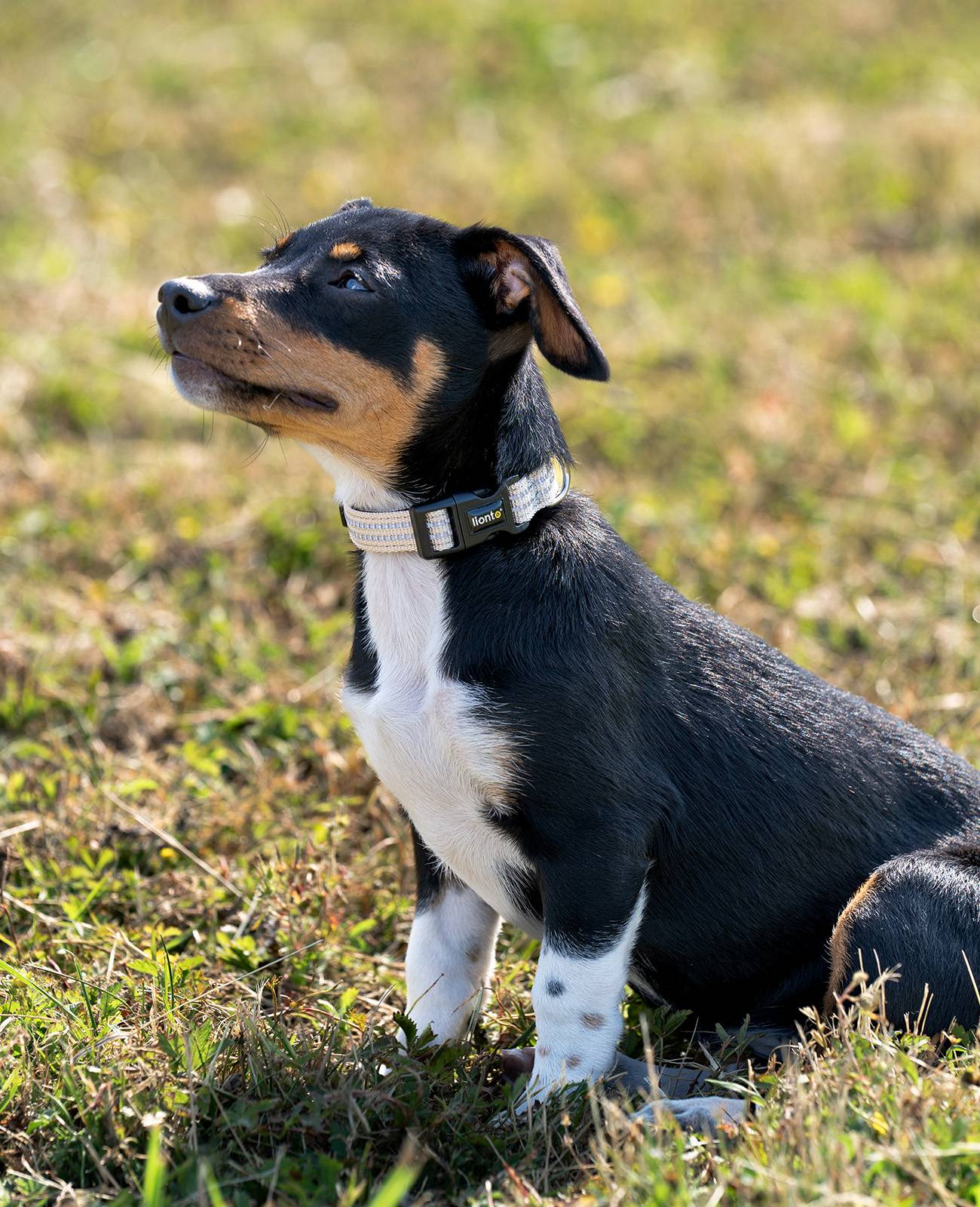 lionto Hundehalsband reflektierend, gepolstert & verstellbar aus Nylon und Neopren, (XS) verstellbare Länge 20-30 cm, beige