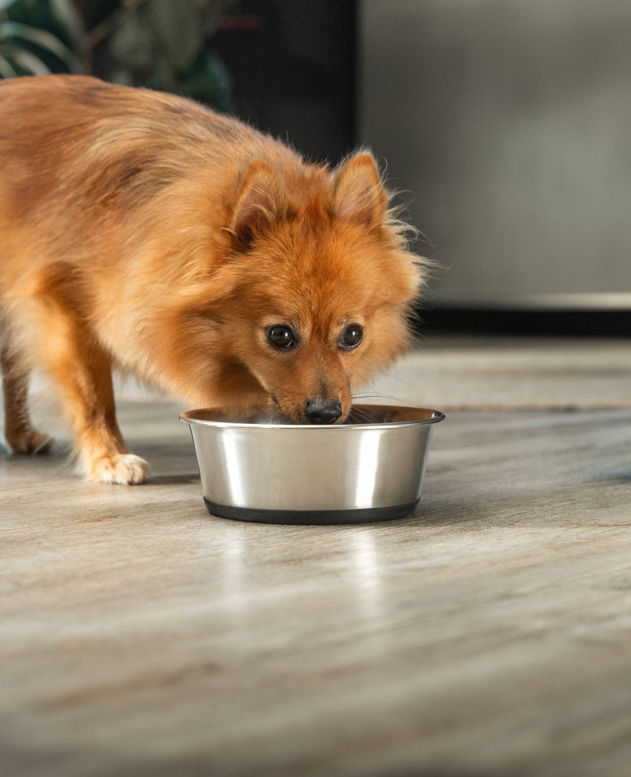 lionto Futternapf aus Edelstahl, robuster, rutschfester Napf für Hunde & Katzen, spülmaschinengeeignet & geruchlos, 950 ml