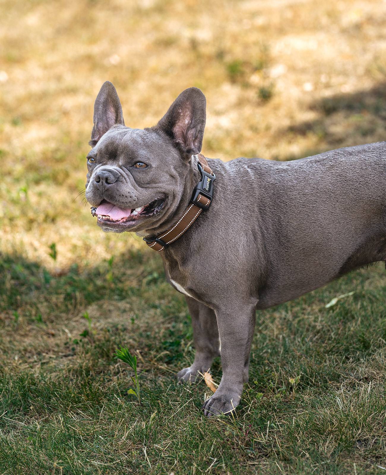 lionto Hundehalsband reflektierend, gepolstert & verstellbar aus Nylon und Neopren, (M) verstellbare Länge 35-50 cm, braun