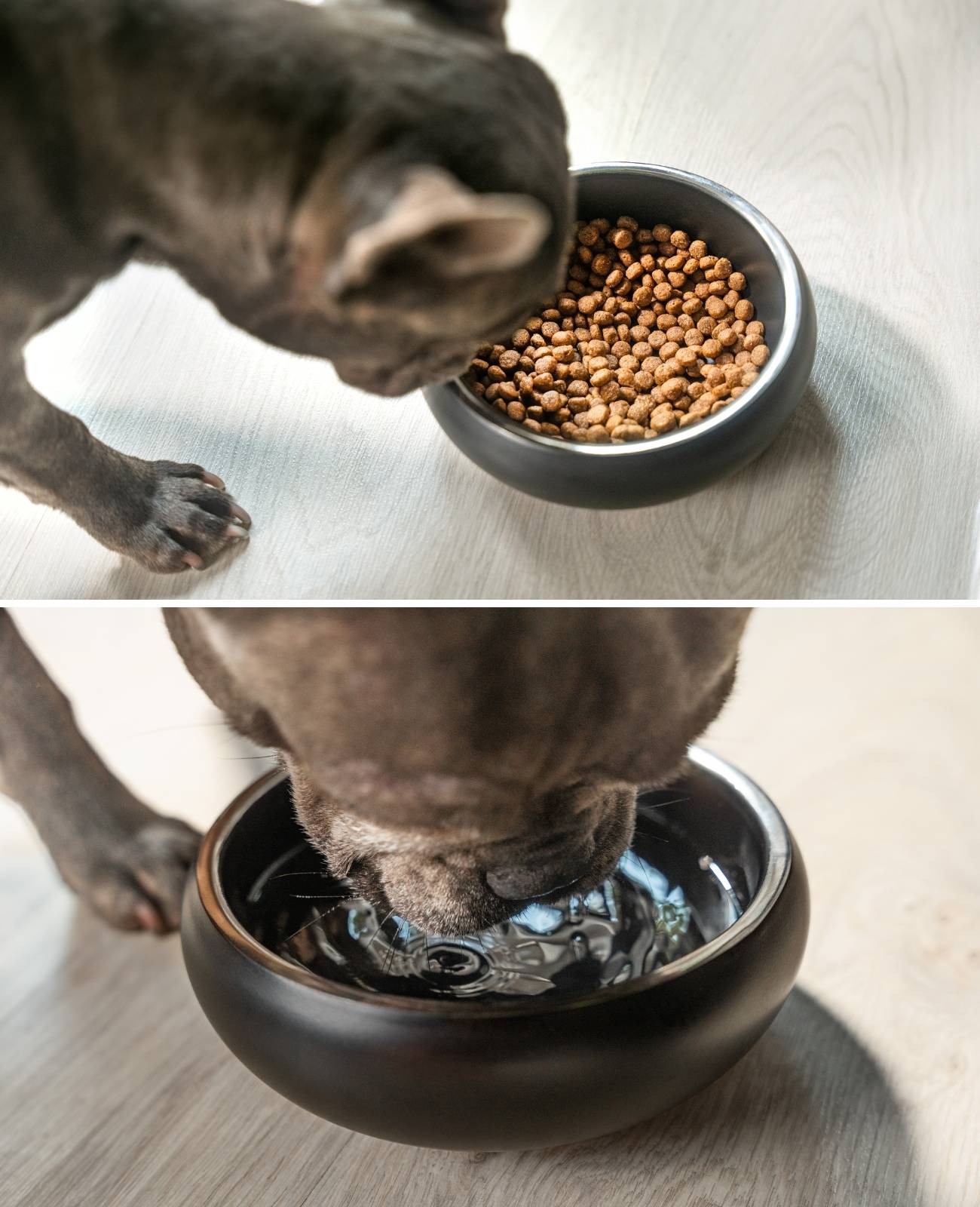 lionto Premium Hundenapf doppelwandig, rostfreier Edelstahlnapf, rutschfest & pflegeleicht, 16 cm Durchmesser, 800 ml, schwarz