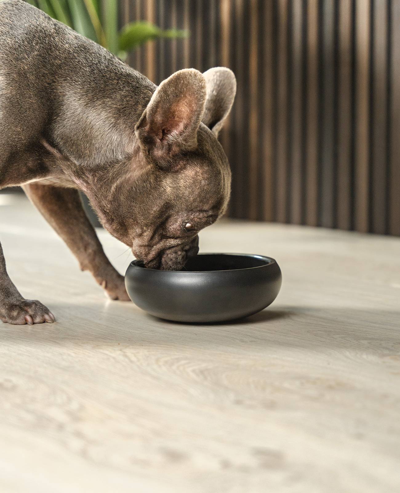 lionto Premium Hundenapf doppelwandig, rostfreier Edelstahlnapf, rutschfest & pflegeleicht, 16 cm Durchmesser, 800 ml, schwarz