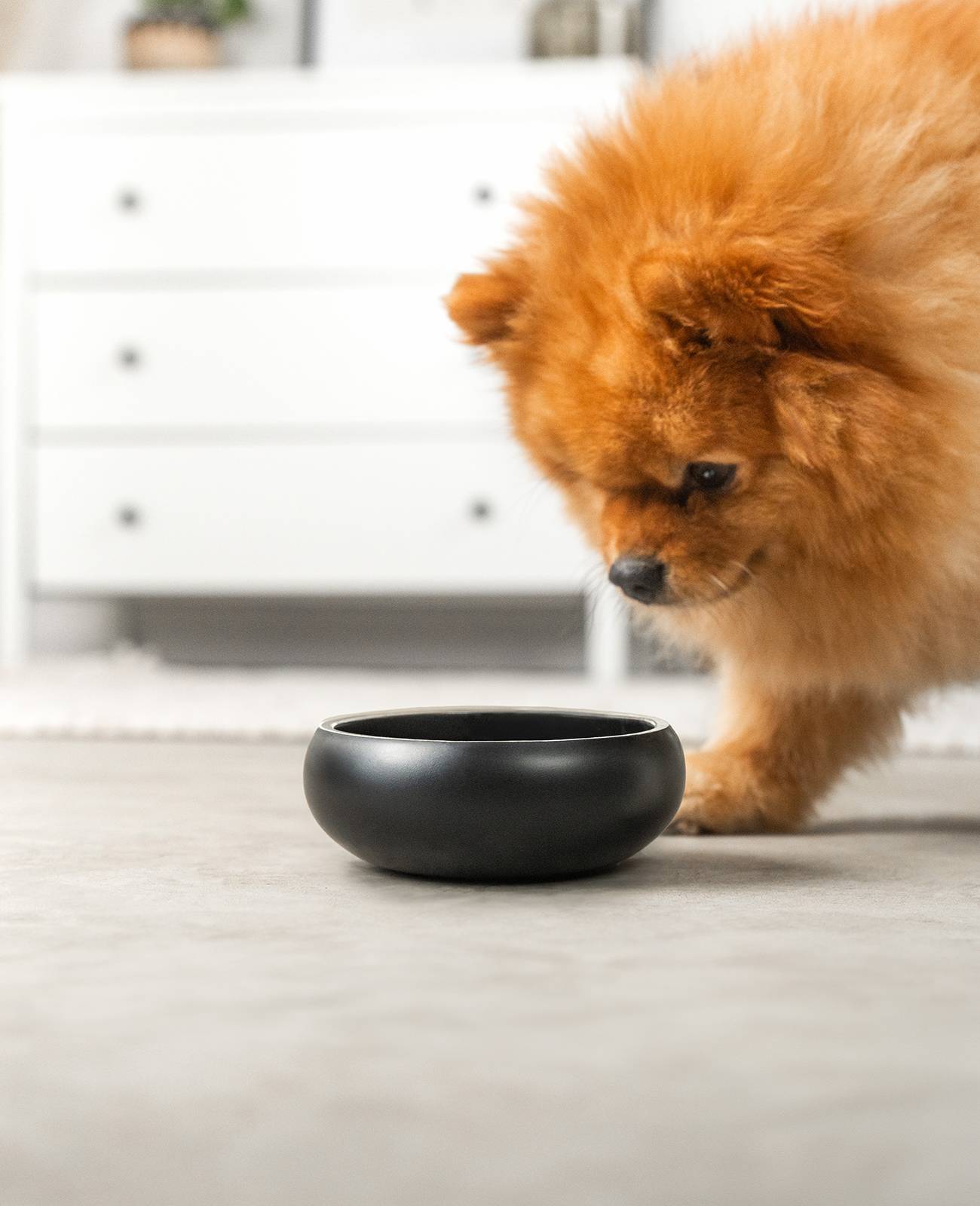 lionto Premium Hundenapf doppelwandig, rostfreier Edelstahlnapf, rutschfest & pflegeleicht, 12 cm Durchmesser, 360 ml, schwarz