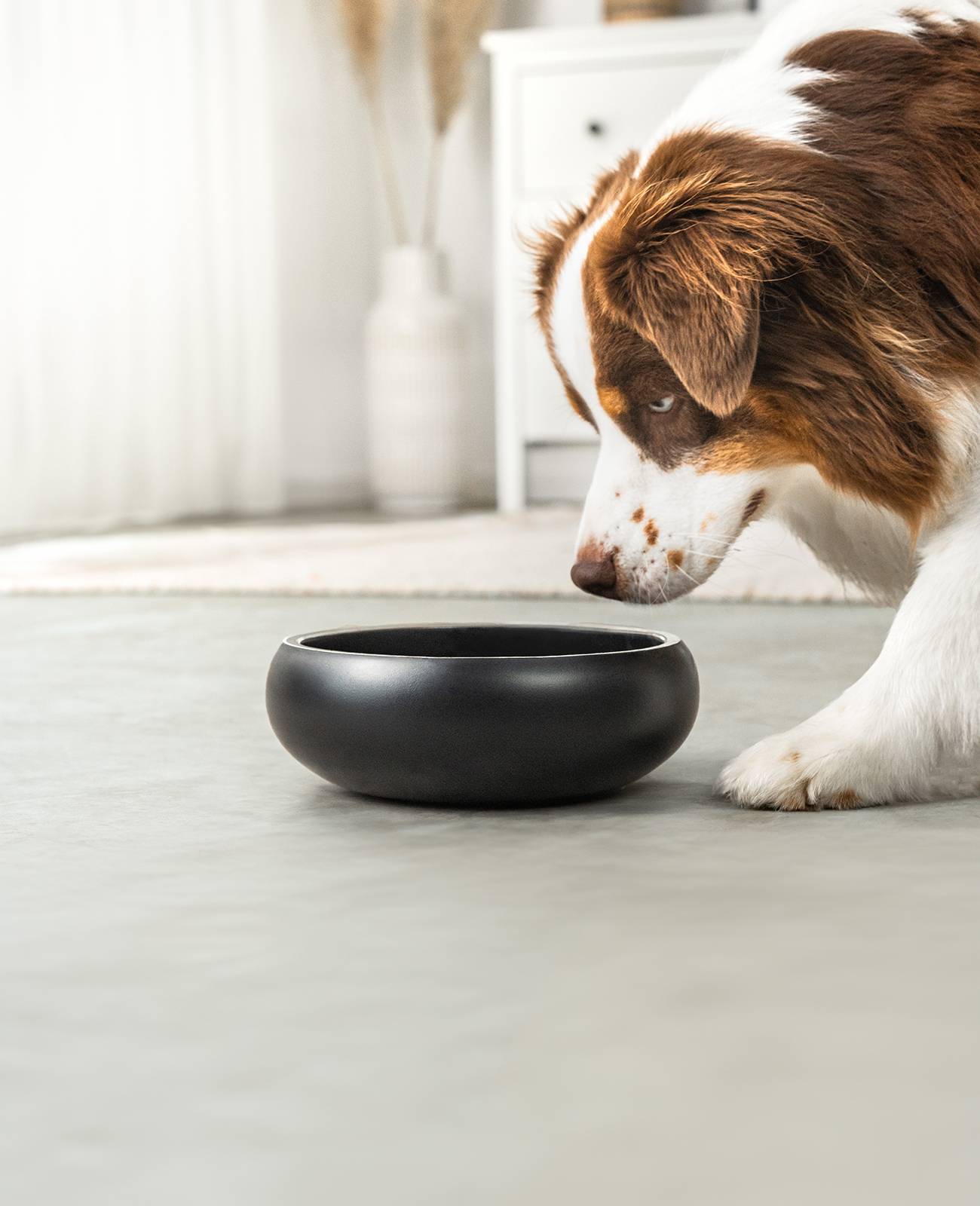 lionto Premium Hundenapf doppelwandig, rostfreier Edelstahlnapf, rutschfest & pflegeleicht, 22 cm Durchmesser, 2000 ml, schwarz