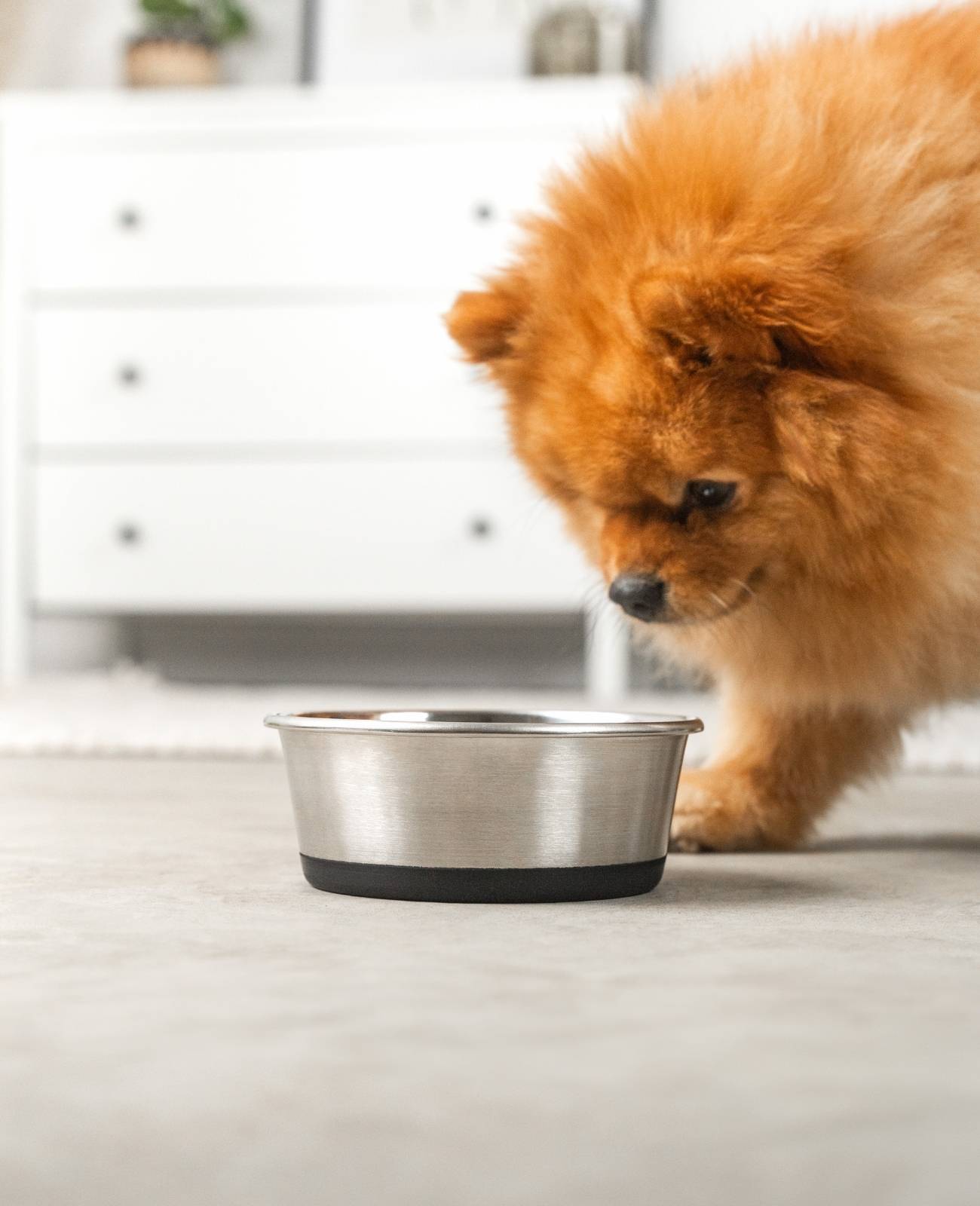 lionto Futternapf aus Edelstahl, robuster, rutschfester Napf für Hunde & Katzen, spülmaschinengeeignet & geruchlos, 600 ml