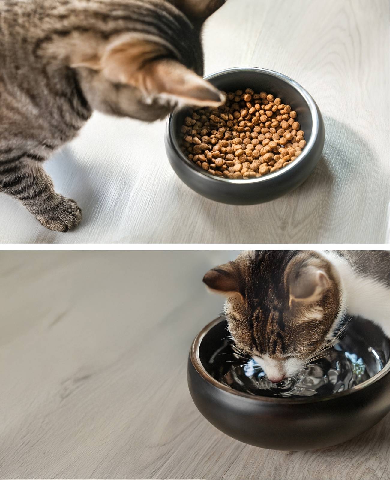 lionto Edelstahlnapf für Katzen, rutschfester Futternapf, handwaschbar & langlebig, 16 cm Durchmesser, 800 ml, schwarz