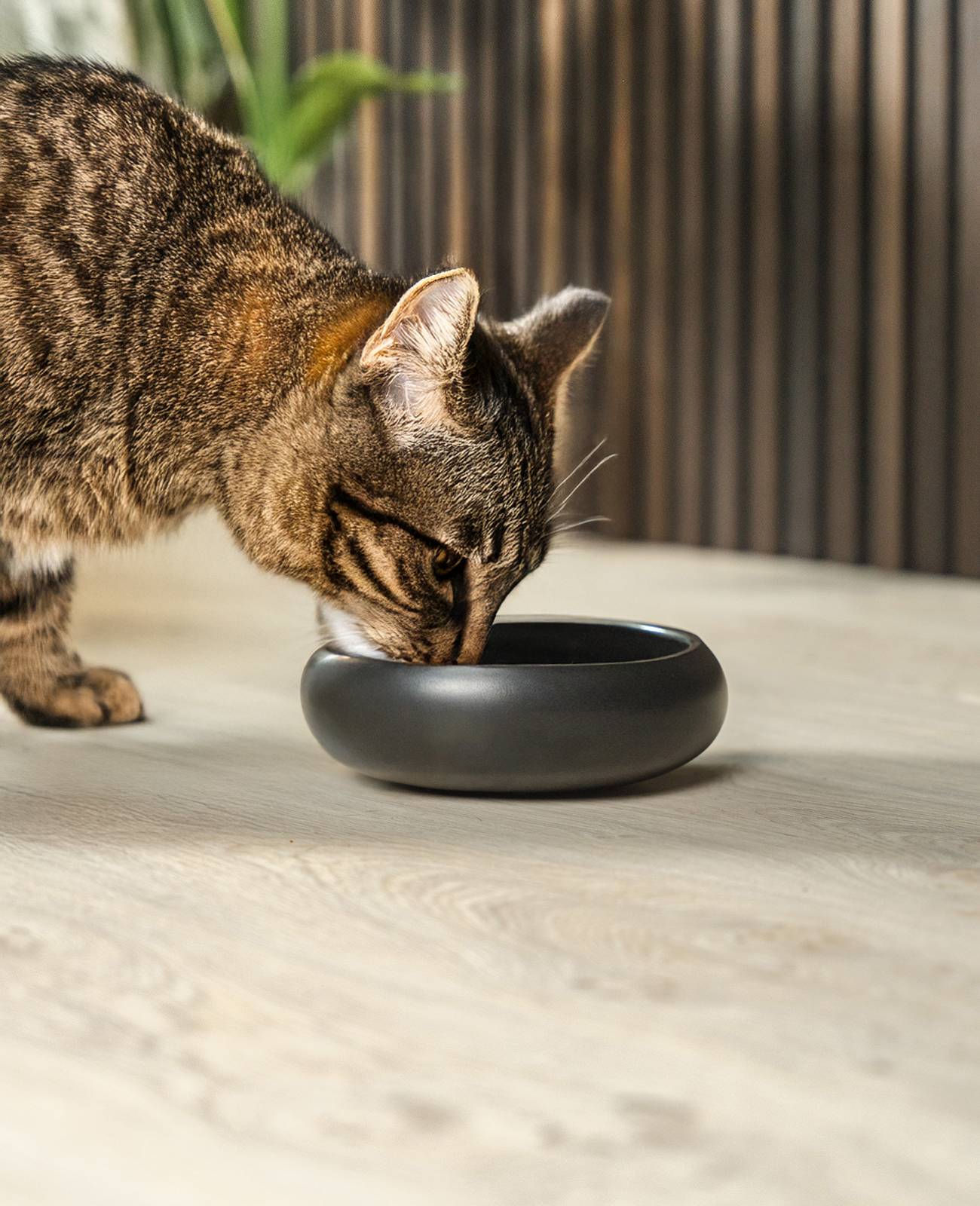 lionto Edelstahlnapf für Katzen, rutschfester Futternapf, handwaschbar & langlebig, 16 cm Durchmesser, 800 ml, schwarz