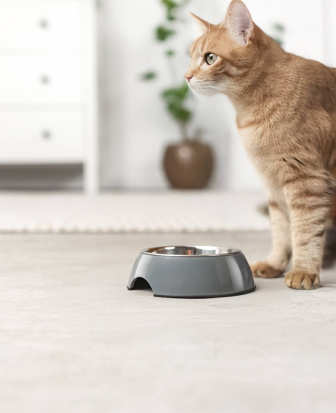 lionto Futter- & Wassernapf für Katzen, hochwertiger Edelstahlnapf im bruchsicheren Melamin-Gehäuse, 210 ml, grau