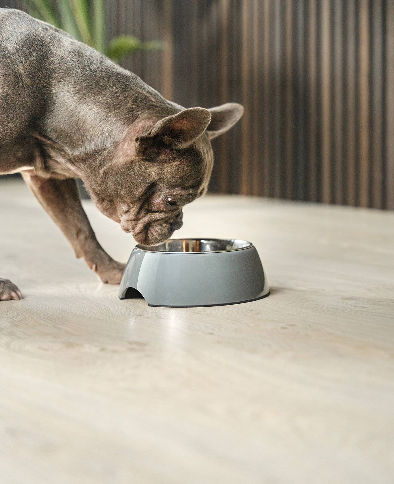 lionto Futternapf für Hunde, robuster Edelstahlnapf im Melaminkorpus mit Anti-Rutsch-Ring, langlebig & pflegeleicht, 420 ml, grau