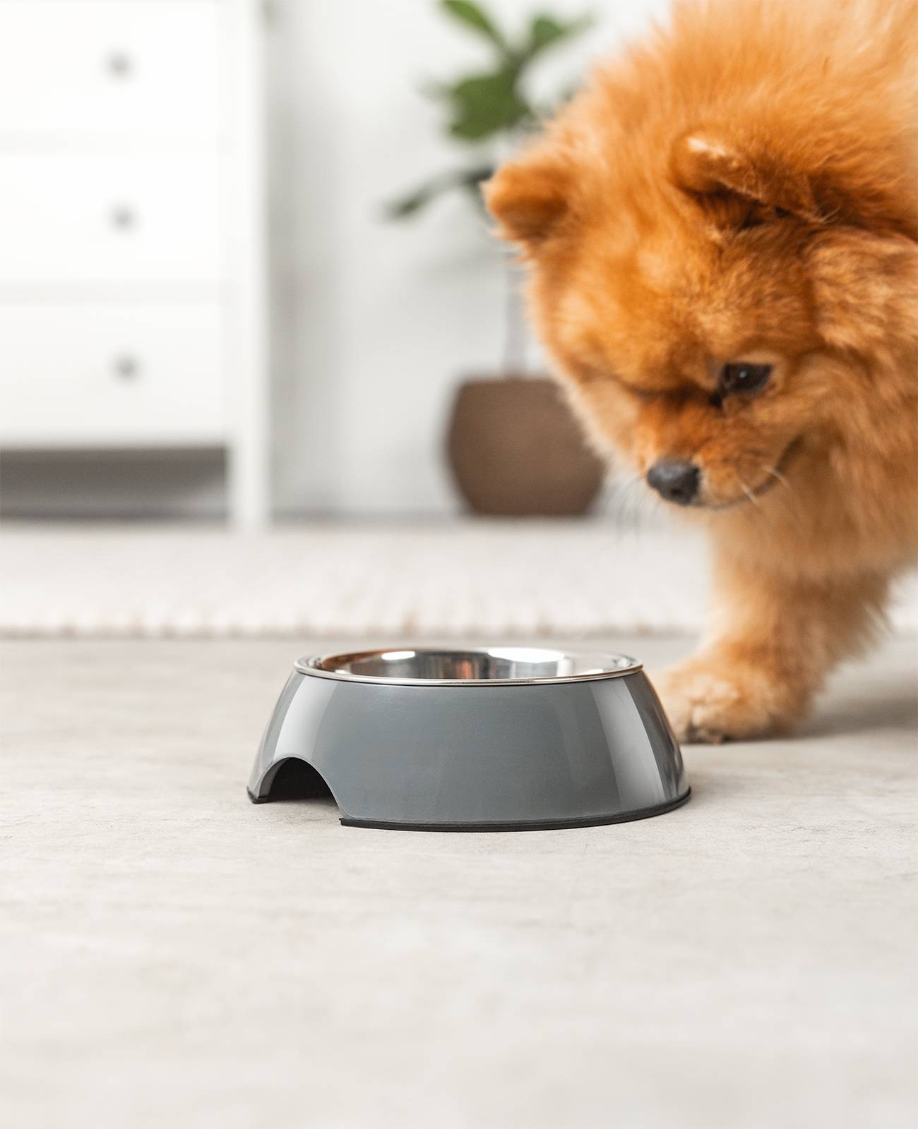 lionto Futternapf für Hunde, robuster Edelstahlnapf im Melaminkorpus mit Anti-Rutsch-Ring, langlebig & pflegeleicht, 210 ml, grau