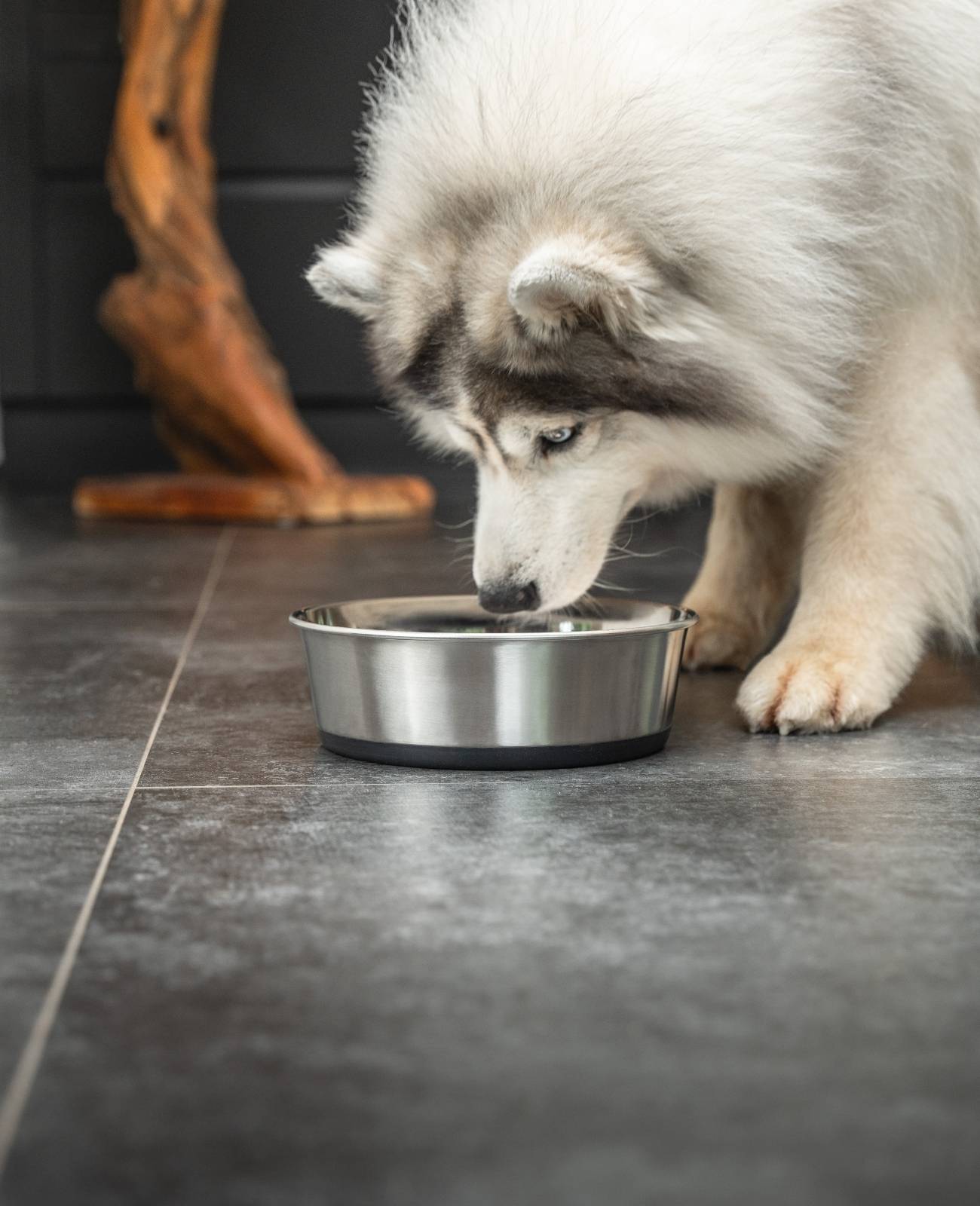 lionto Futternapf aus Edelstahl, robuster, rutschfester Napf für Hunde & Katzen, spülmaschinengeeignet & geruchlos, 2800 ml