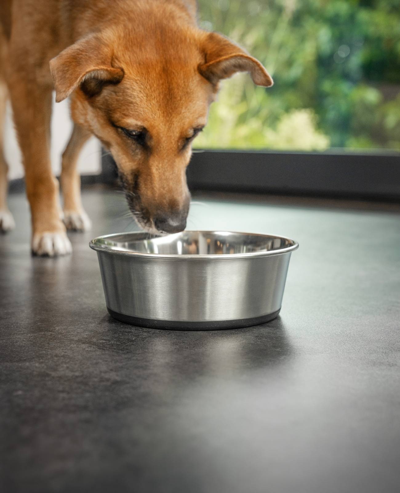 lionto 2er Set Futternapf aus Edelstahl, robuster, rutschfester Napf für Hunde & Katzen, spülmaschinengeeignet & geruchlos, 1900 ml