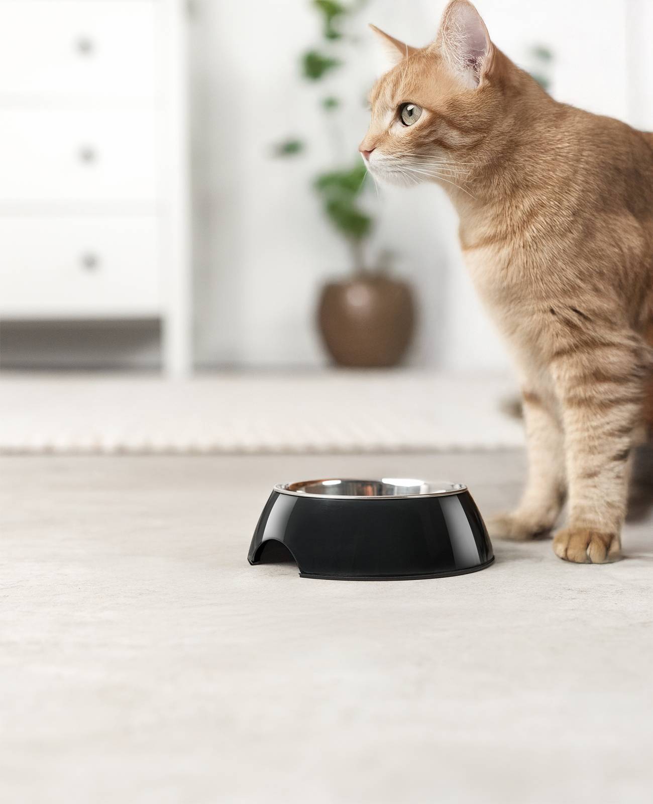 lionto Futter- & Wassernapf für Katzen, hochwertiger Edelstahlnapf im bruchsicheren Melamin-Gehäuse, 210 ml, schwarz