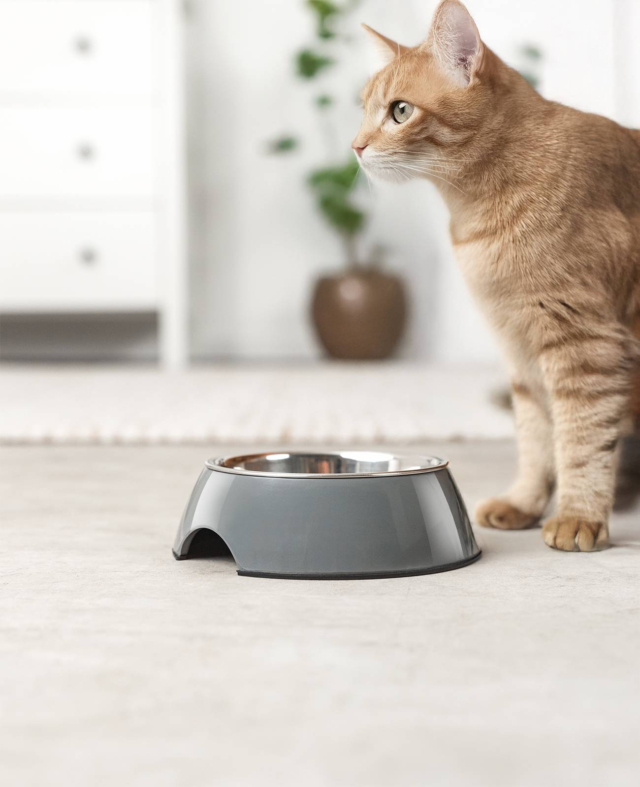 lionto Futter- & Wassernapf für Katzen, hochwertiger Edelstahlnapf im bruchsicheren Melamin-Gehäuse, 420 ml, grau