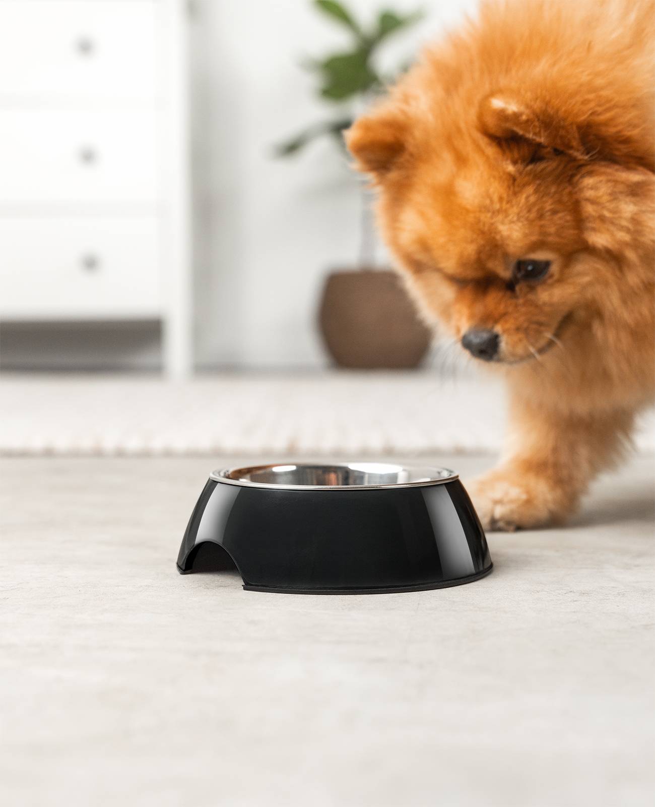 lionto Futternapf für Hunde, robuster Edelstahlnapf im Melaminkorpus mit Anti-Rutsch-Ring, langlebig & pflegeleicht, 210 ml, schwarz