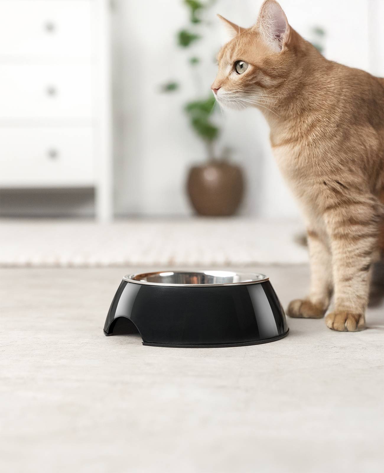 lionto Futter- & Wassernapf für Katzen, hochwertiger Edelstahlnapf im bruchsicheren Melamin-Gehäuse, 420 ml, schwarz