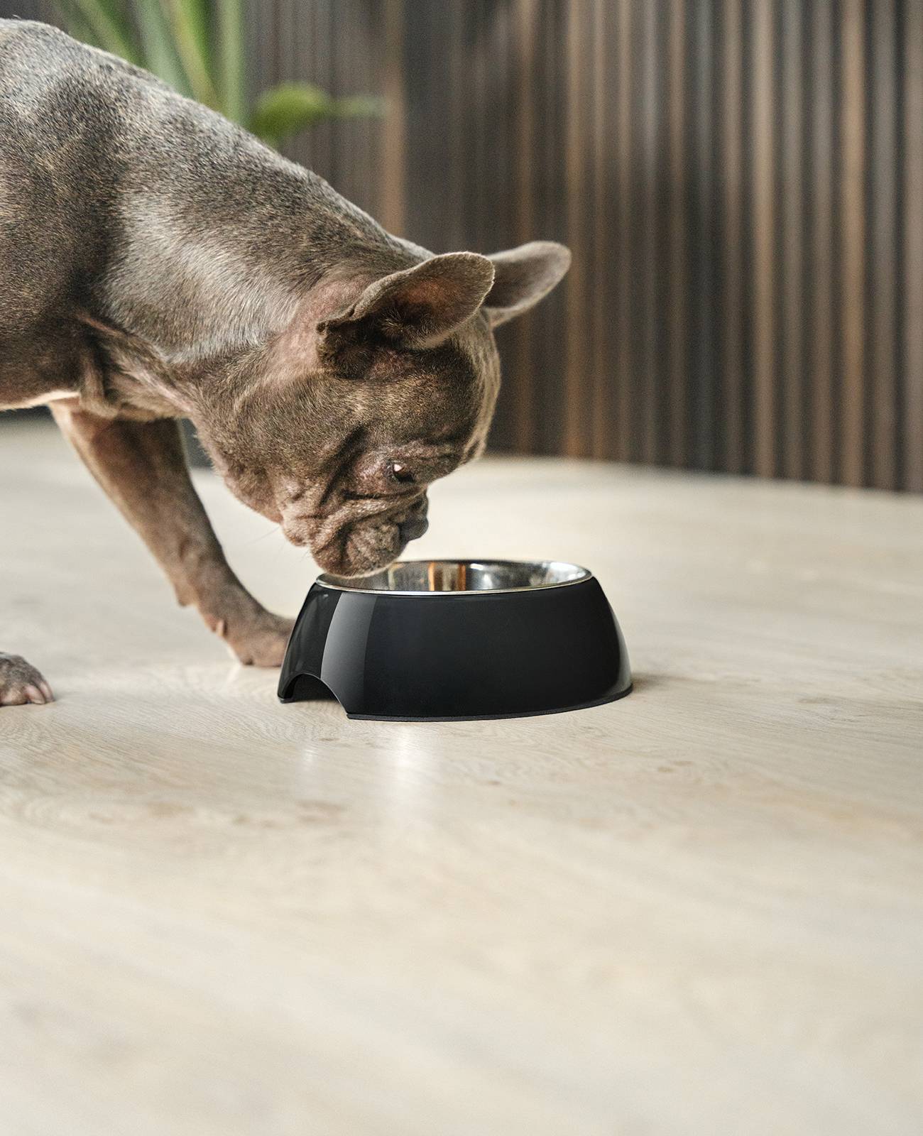 lionto Futternapf für Hunde, robuster Edelstahlnapf im Melaminkorpus mit Anti-Rutsch-Ring, langlebig & pflegeleicht, 420 ml, schwarz