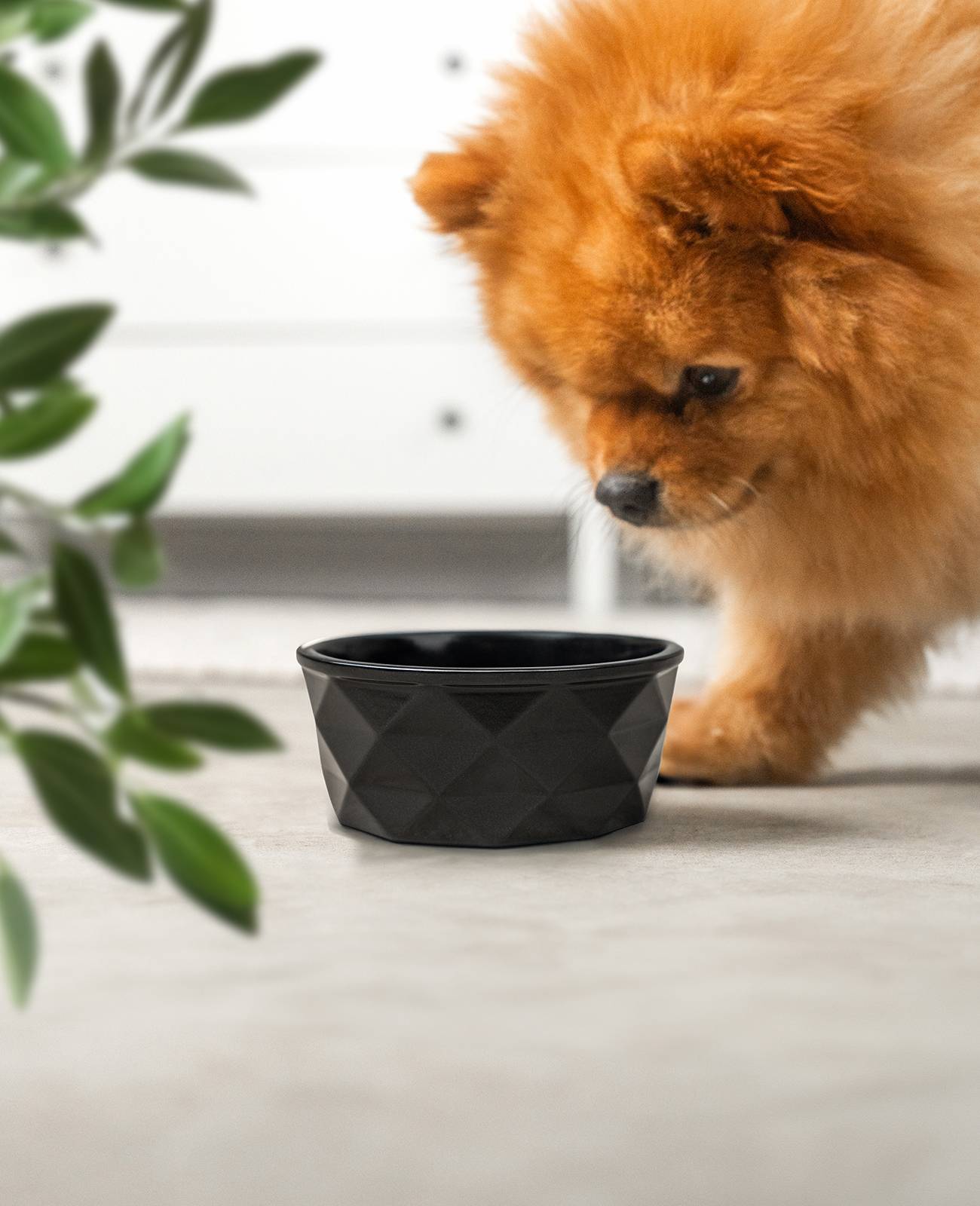 lionto Keramik Futternapf, hochwertiger Napf für Hunde & Katzen, spülmaschinengeeignet, rutschfest & stilvoll, 350 ml, schwarz matt