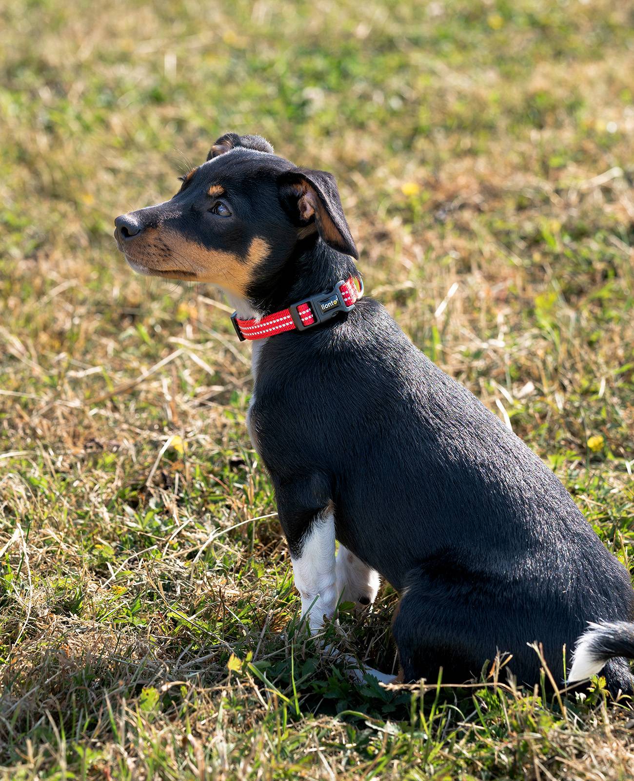 lionto Hundehalsband reflektierend, gepolstert & verstellbar aus Nylon und Neopren, (XS) verstellbare Länge 20-30 cm, rot