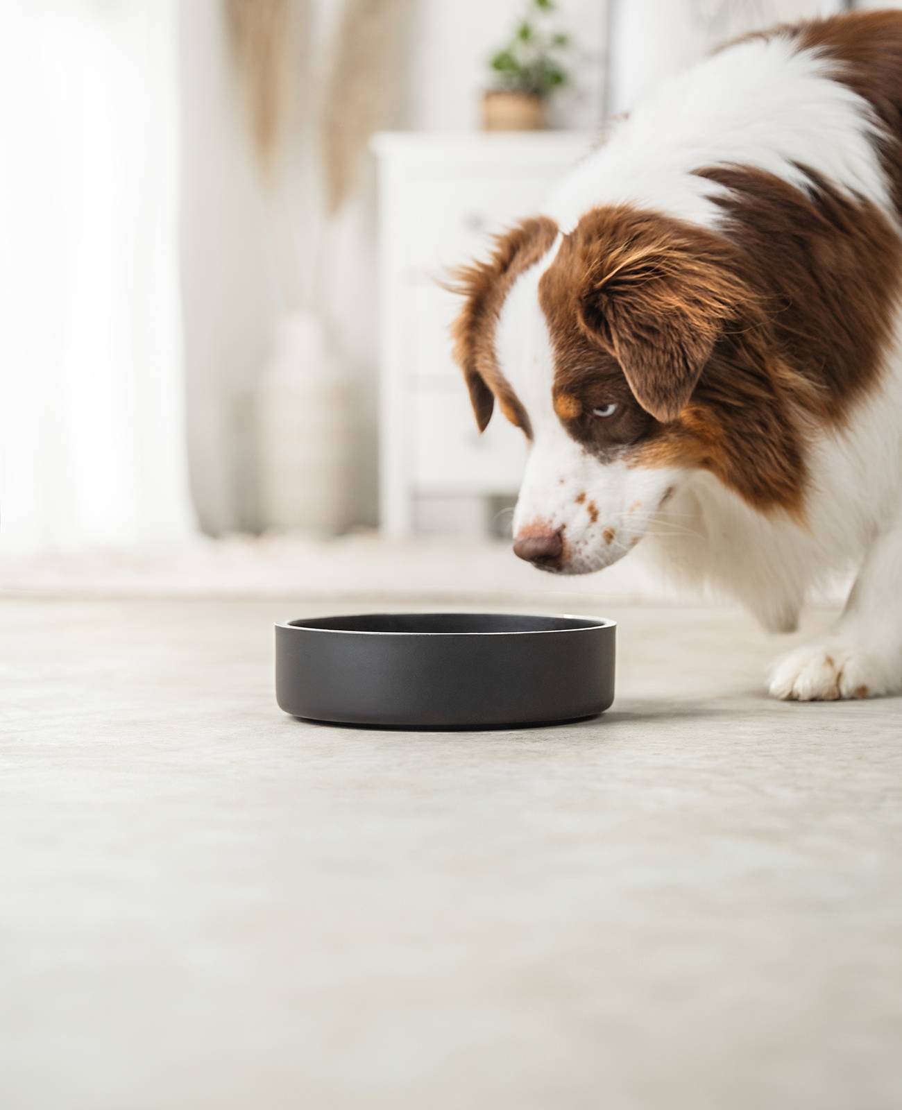 lionto Hundenapf Edelstahl, robuster & hygienischer Futternapf rutschfest, langlebig & stilvoll, 20 cm Durchmesser, 1200 ml, schwarz