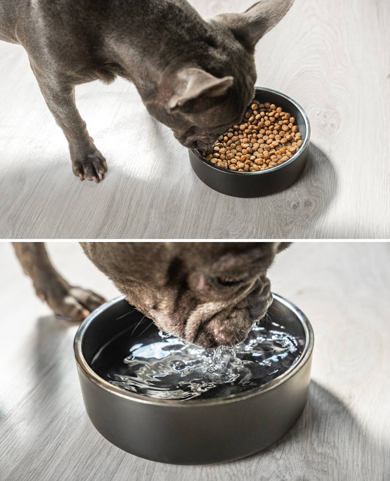 lionto Hundenapf Edelstahl, robuster & hygienischer Futternapf rutschfest, langlebig & stilvoll, 17 cm Durchmesser, 825 ml, schwarz