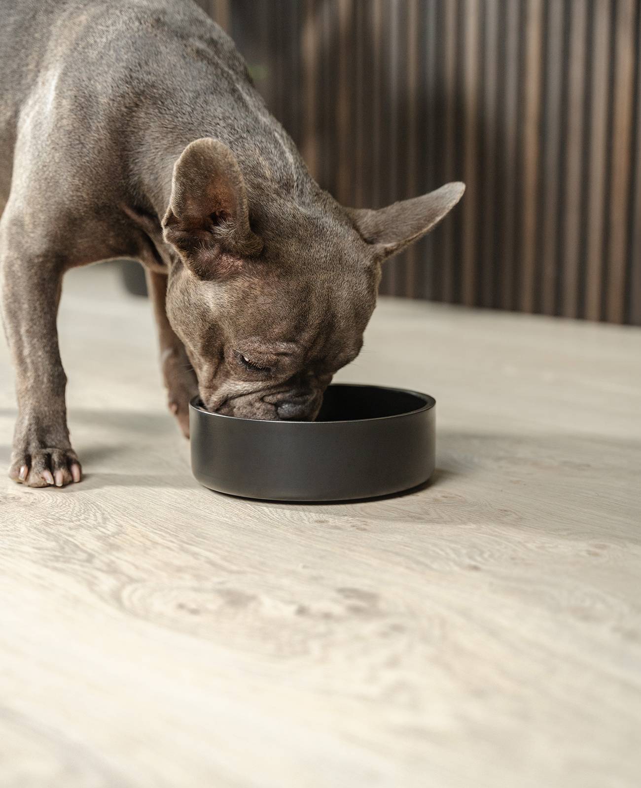 lionto Hundenapf Edelstahl, robuster & hygienischer Futternapf rutschfest, langlebig & stilvoll, 17 cm Durchmesser, 825 ml, schwarz