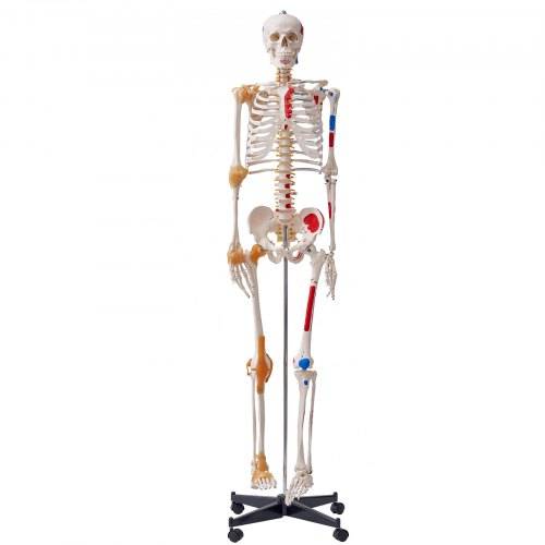 VEVOR Menschliches Skelett Modell für Anatomie, 182 cm Lebensgrö_e, Genaues PVC Anatomie Skelett Modell mit Bändern, Beweglichen Armen, Beinen & Ki