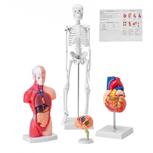 VEVOR 4-teilige Menschliche Anatomiemodelle Menschlicher Körper Anatomie Modell, Vollskelett / Vollorganset / Herz / Gehirn Abnehmbarer Menschlicher