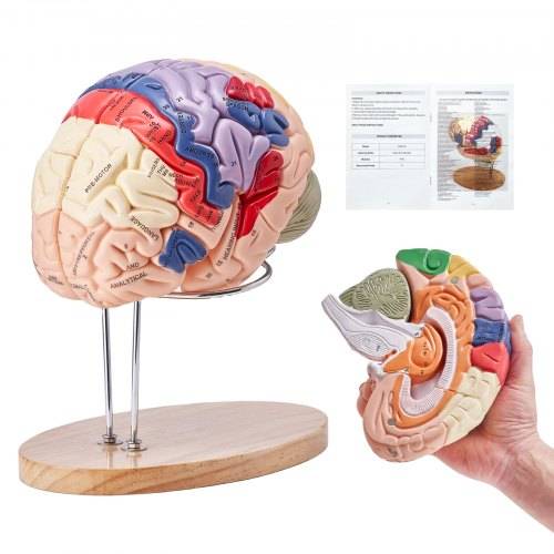 VEVOR Menschliches Gehirn Modell Anatomie, 2X Lebensgro_es 4-teiliges Menschliches Gehirn Anatomisches Modell mit Etiketten & Display Basis