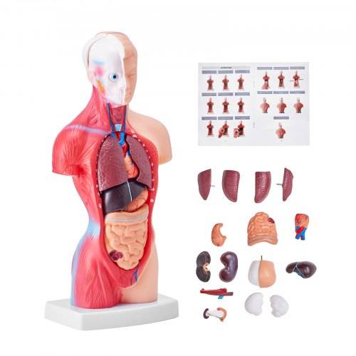 VEVOR Menschliches Körpermodell, 15 Teile 28 cm,Menschlicher Torso Anatomie Modell Anatomisches Skelett Modell mit abnehmbaren Organen, Pädagogische