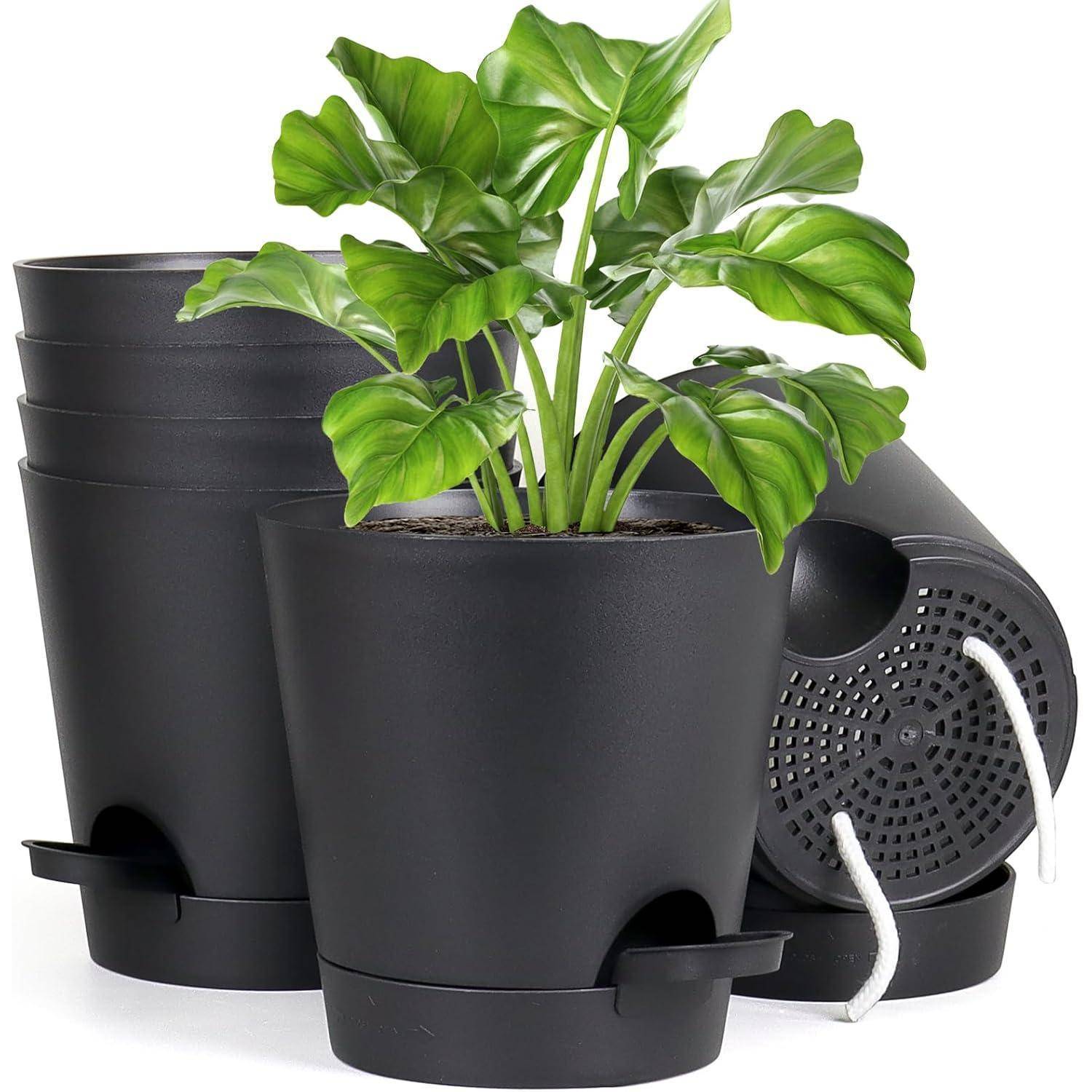 Eine grüne Pflanze in einem schwarzen selbstbewässernden Topf mit sichtbarem Entwässerungssystem; zusätzliche Töpfe sind im Hintergrund gestapelt.