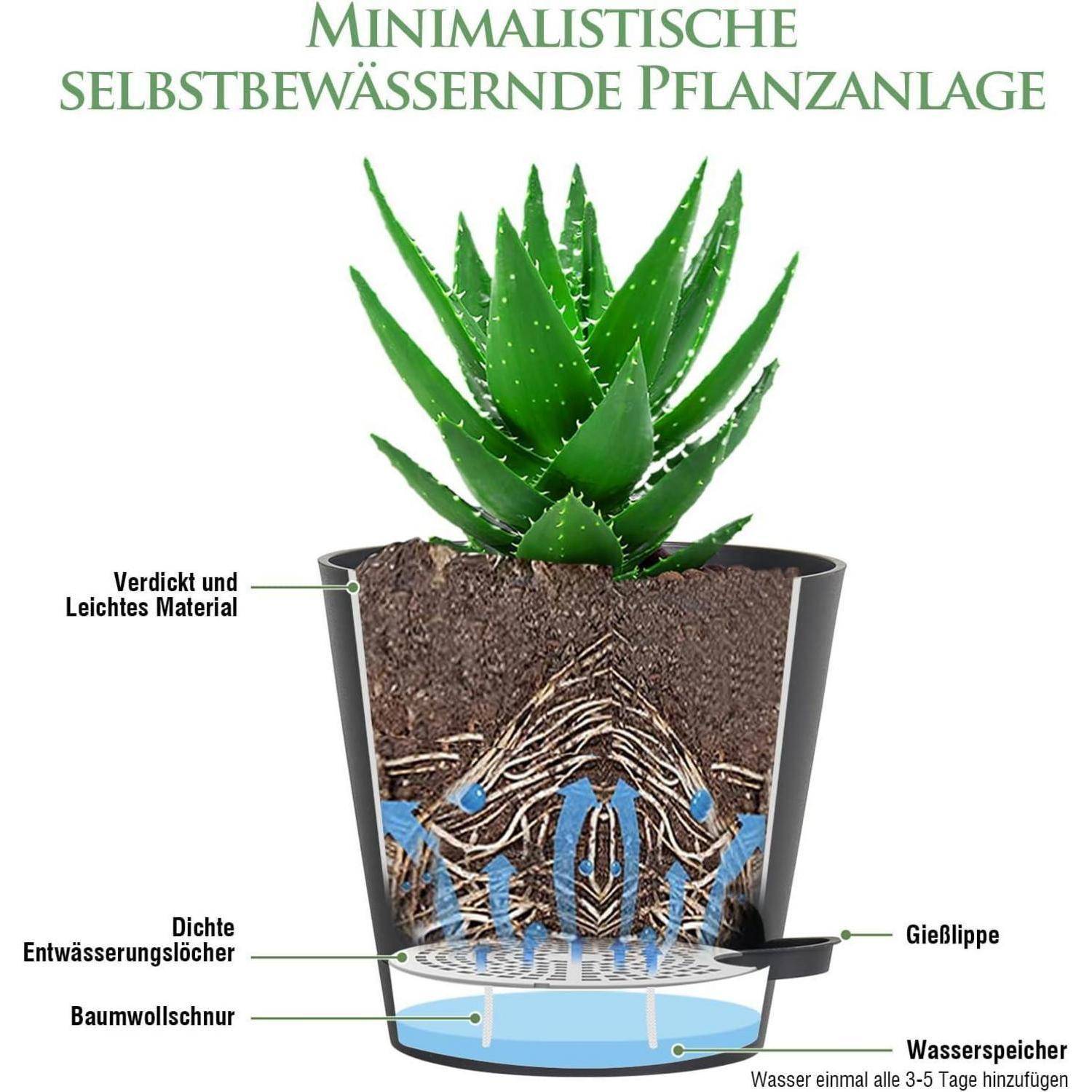 Querschnitt eines selbstbewässernden Pflanzensystems mit einer Aloe-Pflanze. Zeigt Schichten: Obere Erdschicht, Wasserreservoir und Baumwolldocht zur Feuchtigkeitsaufnahme.