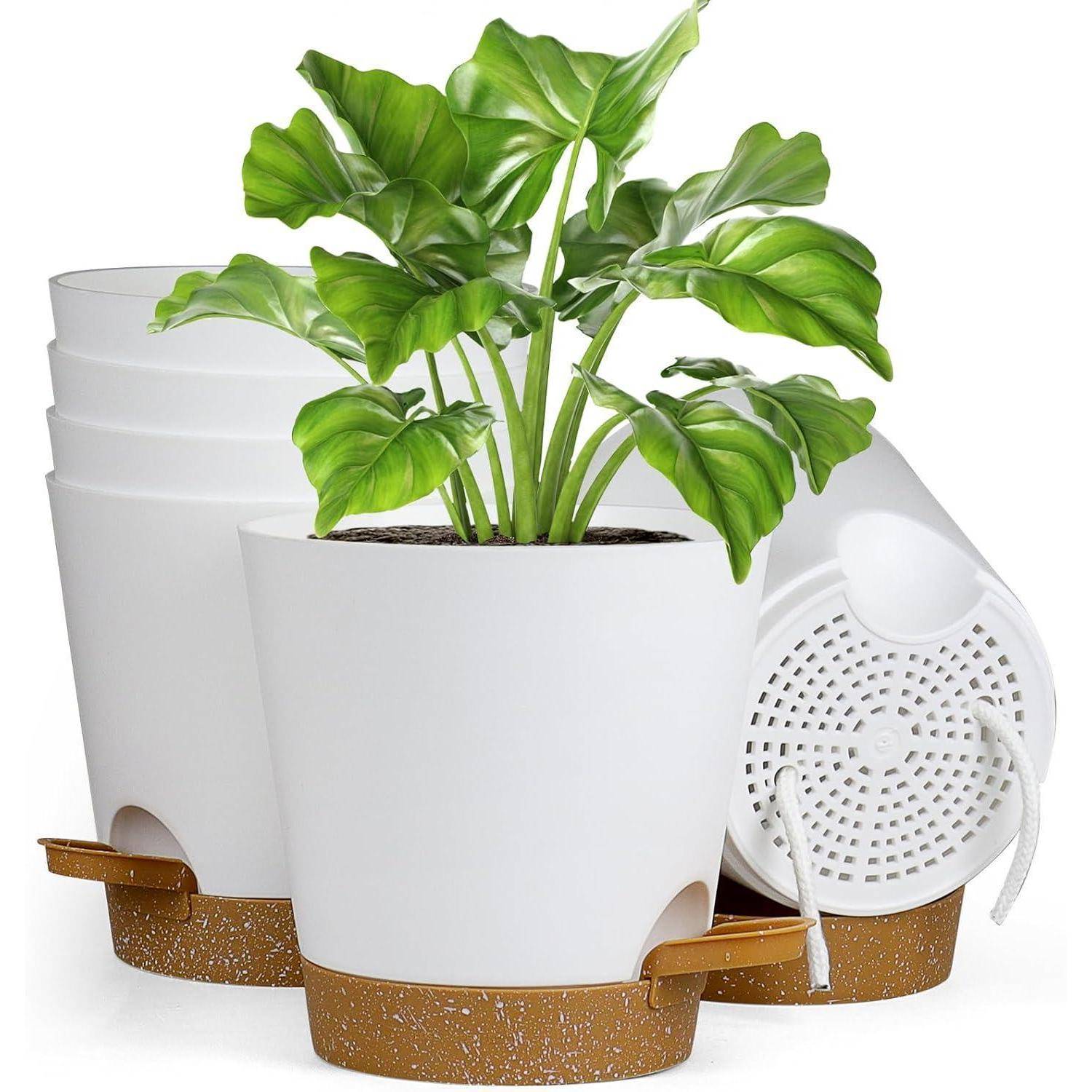Eine grüne Zimmerpflanze in einem weißen selbstbewässernden Topf mit einer braunen Untersetzer, neben drei ähnlichen, übereinander gestapelten Töpfen, die Pflanenpflegeprodukte präsentieren.