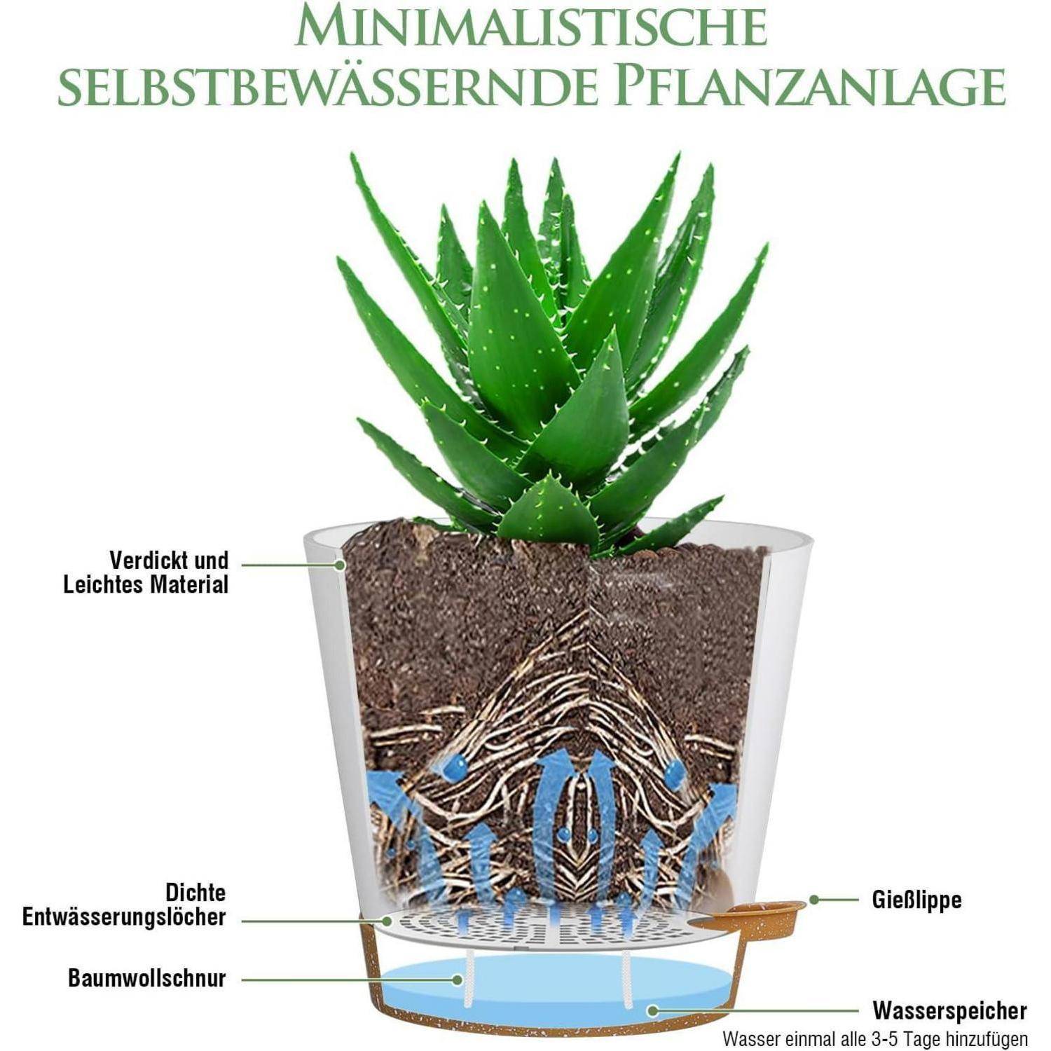 Aloe-Vera-Pflanze in einem selbstbewässernden System. Text: 