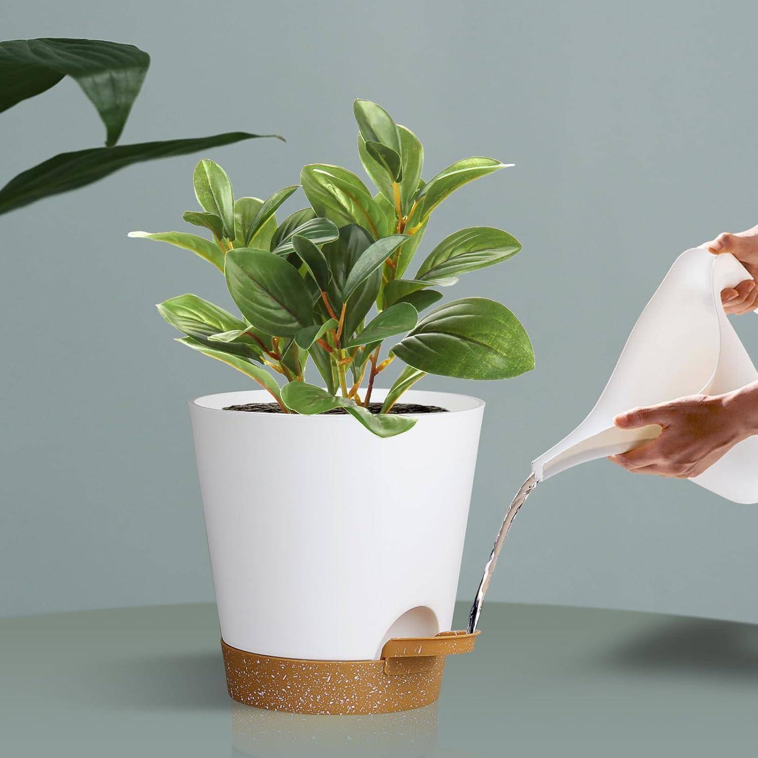 Eine Person gießt eine Pflanze in einem weißen Topf mit goldener Basis, neben grünen Blättern auf der linken Seite.