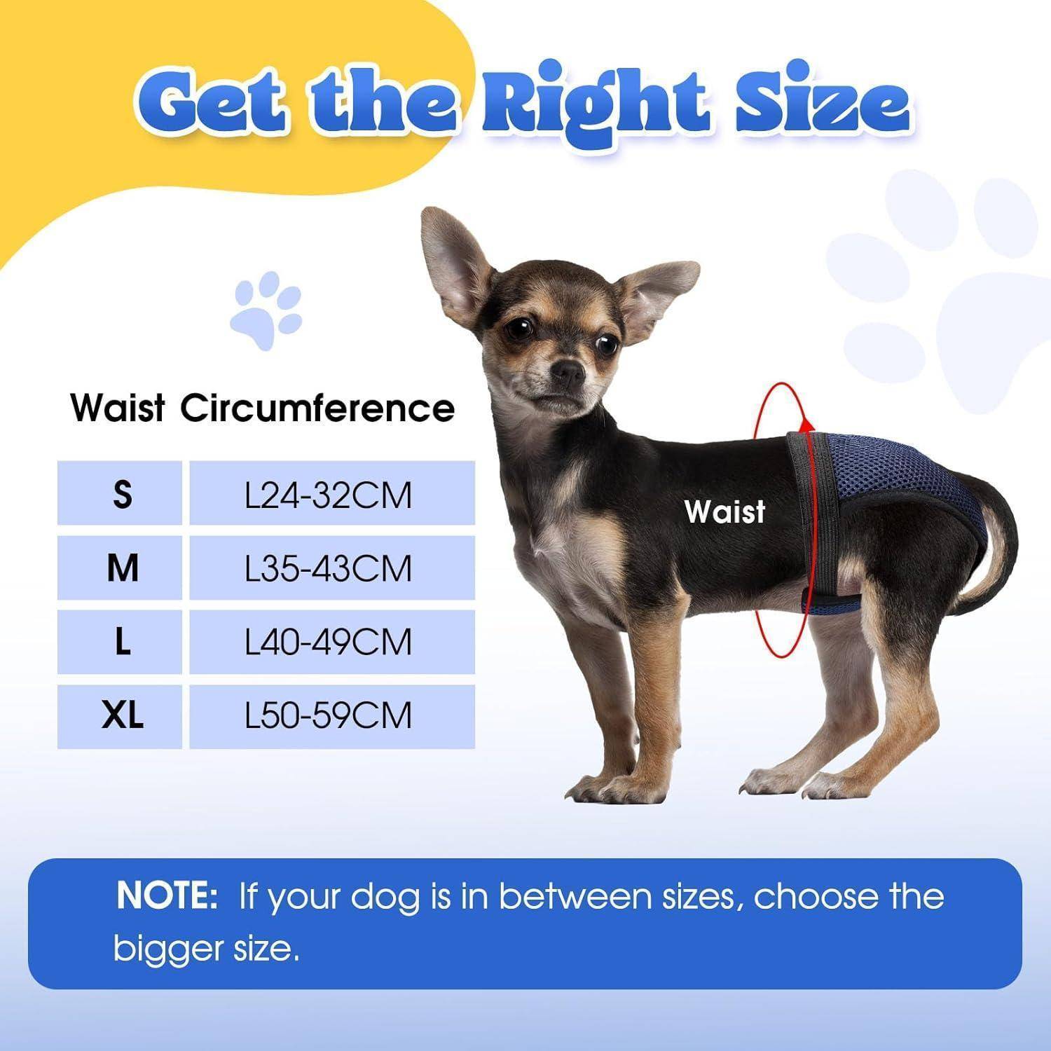 Ein Hund trägt einen Taillengürtel mit Größenangabe: S (24-32 cm), M (35-43 cm), L (40-49 cm), XL (50-59 cm). Hinweis: Wählen Sie die größere Größe, wenn Sie sich zwischen zwei Größen befinden.