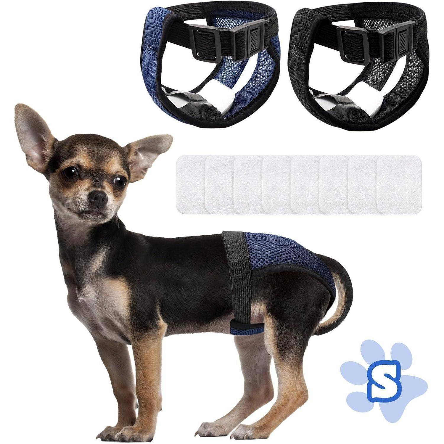 Ein kleiner Hund trägt einen blauen und schwarzen Hundewindel zur Inkontinenz- oder Unterstützungsbehandlung. In der Nähe sind zwei zusätzliche Windeln und Einlagen zu sehen.