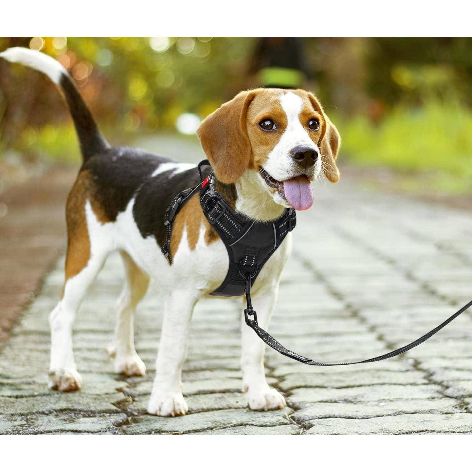 Ein Beagle, der einen Geschirr trägt, steht auf einem Kopfsteinpflaster-Weg. Der Hund ist an der Leine, mit aufgestellten Ohren und herausgestreckter Zunge, was Spielfreudigkeit andeutet.