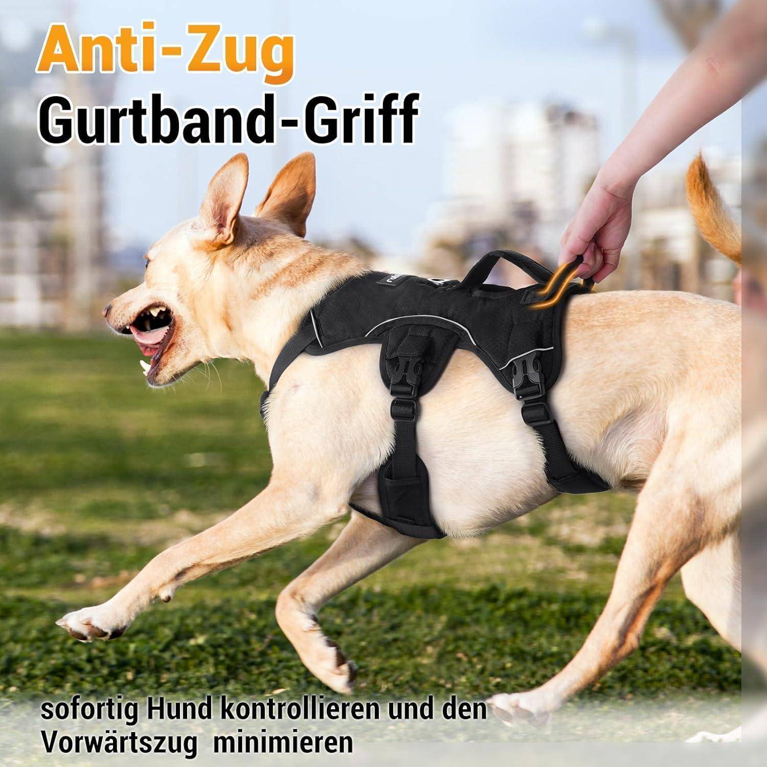 Ein Hund, der ein Anti-Zug-Geschirr auf einem Grafeld trägt. Eine Person hält den Geschirr-Griff und kontrolliert die Vorwärtsbewegung des Hundes.