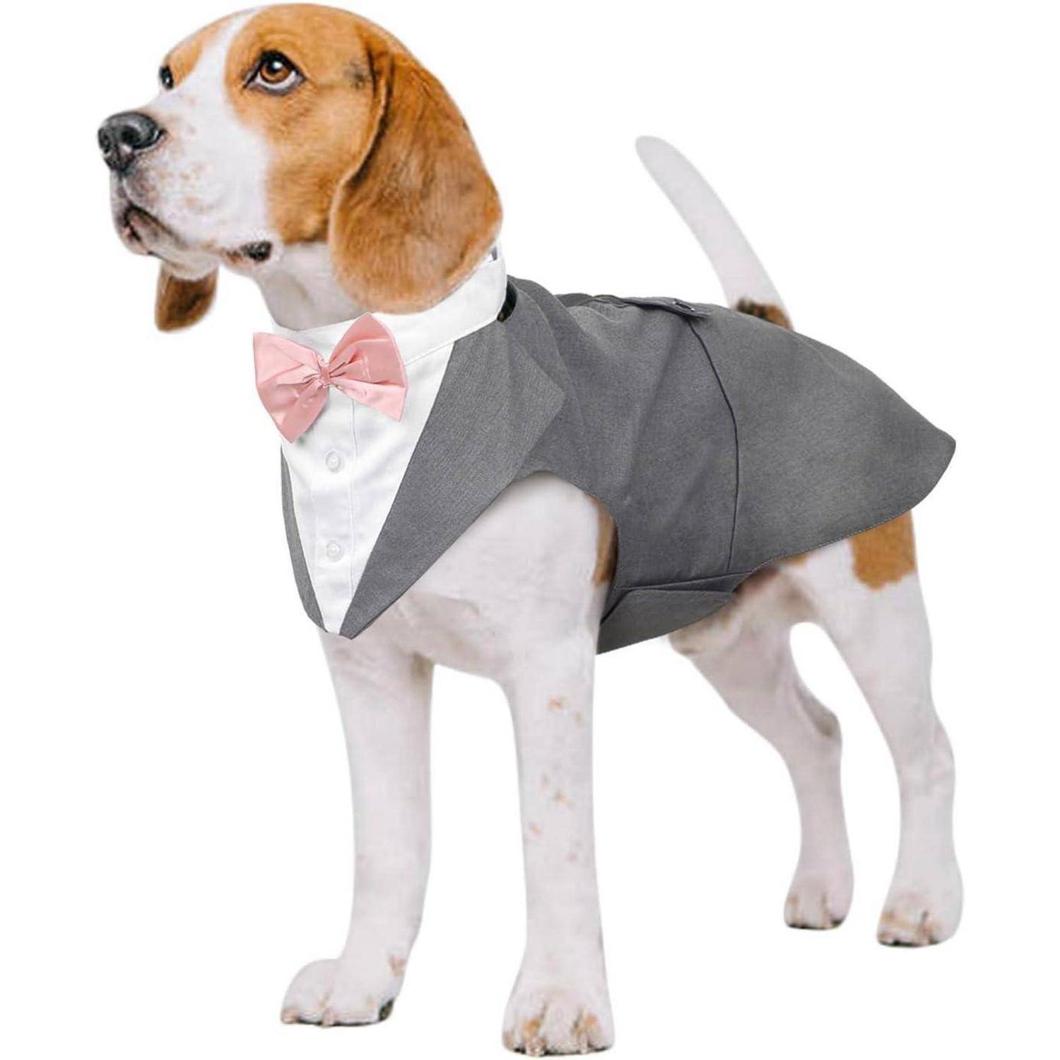 Ein Beagle-Hund, der einen formellen grauen Anzug mit weißem Hemd und rosa Fliege trägt und nach oben schaut.