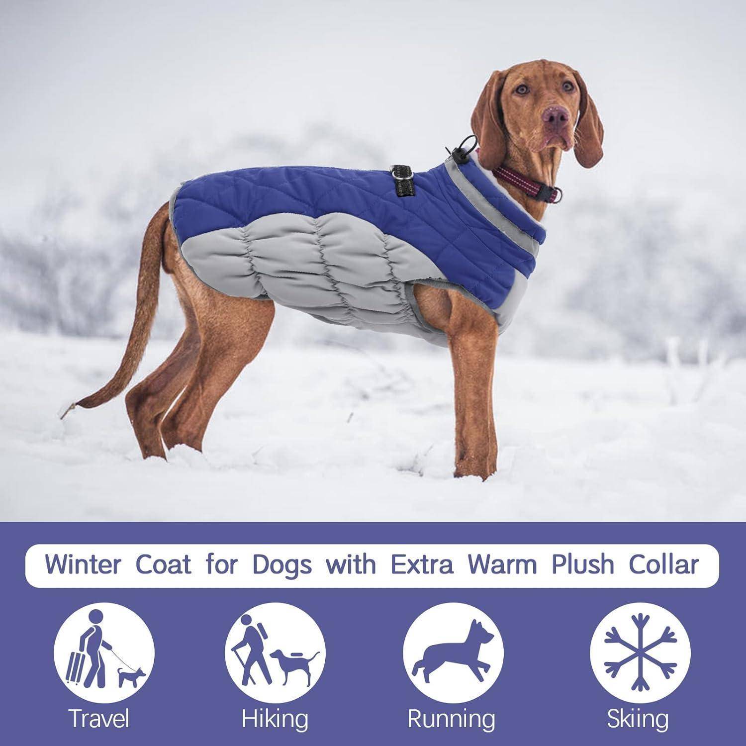 Ein brauner Hund trägt einen blauen und grauen Wintermantel mit einem plüschigen Kragen. Icons darunter zeigen Aktivitäten: Reisen, Wandern, Laufen, Skifahren.