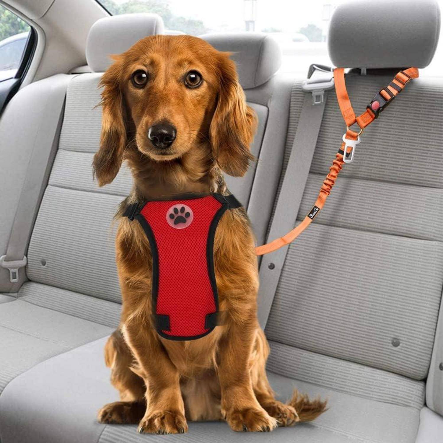 Ein Hund mit roter Geschirr sitzt auf einem Autositz, gesichert mit einem orangefarbenen Sicherheitsgurt, der an der Geschirr befestigt ist.