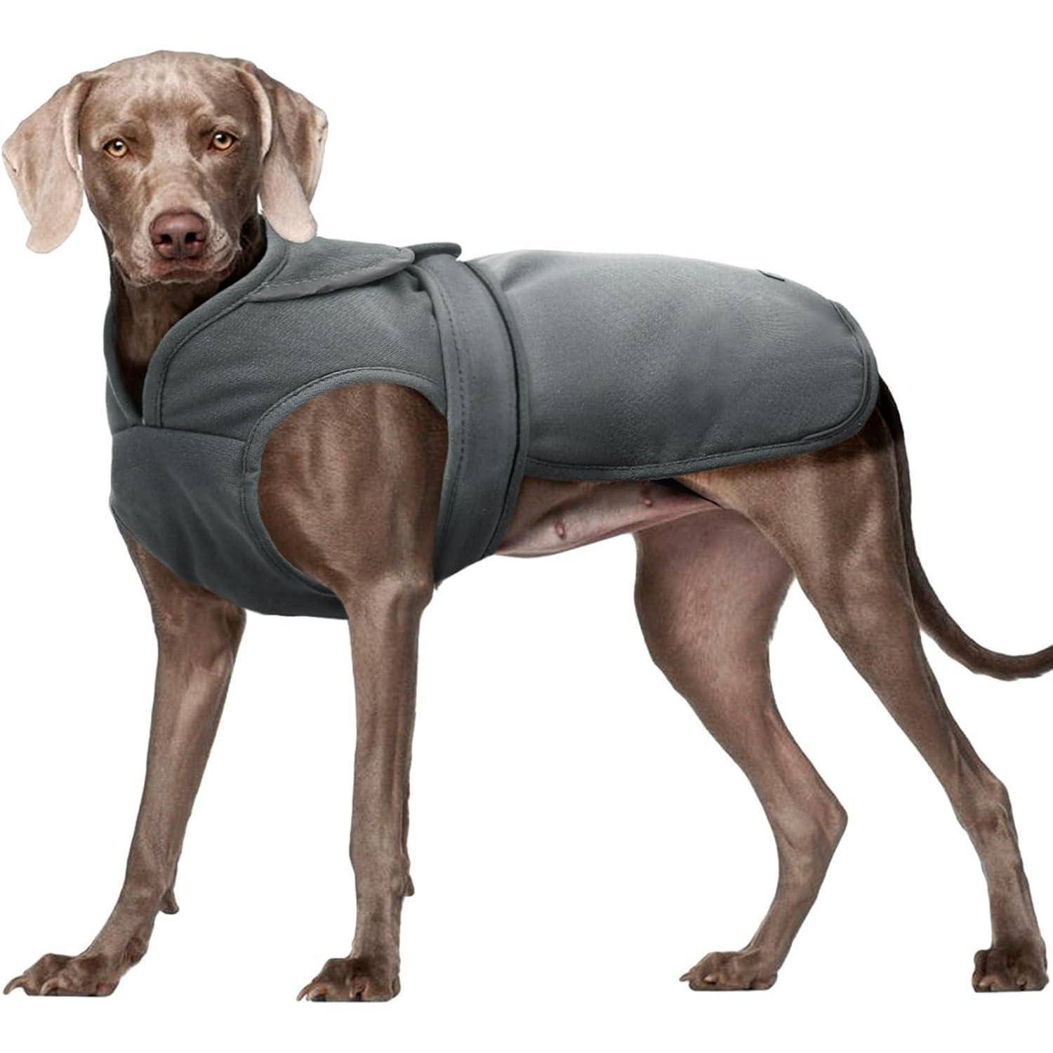 Ein Weimaraner-Hund trägt einen grauen Mantel und steht nach vorne gerichtet. Der Mantel wirkt eng und sitzt passgenau am Körper des Hundes und bedeckt seinen Rücken und seine Seiten.