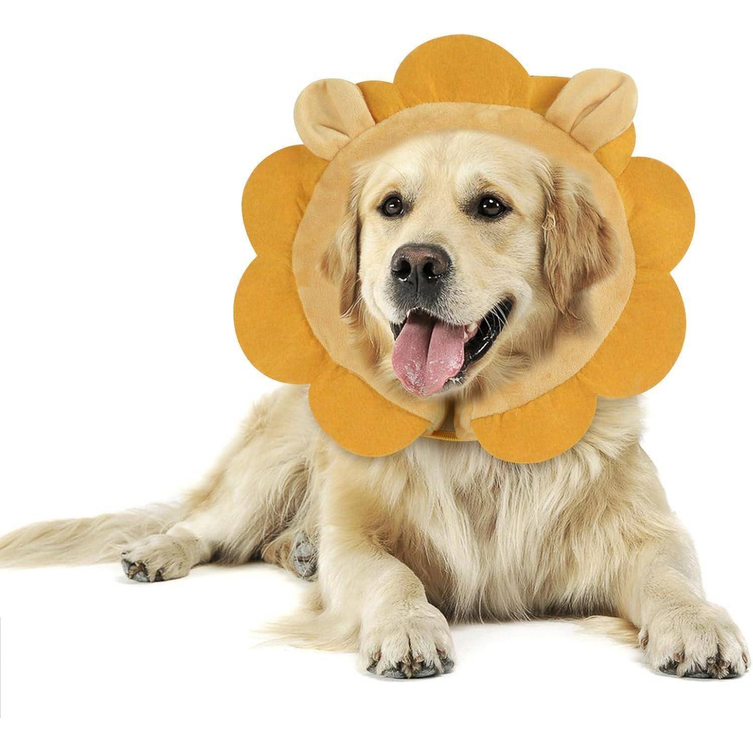 Ein Golden Retriever, der ein Löwenmähnen-Kostüm trägt, sitzt auf dem Boden mit herausgestreckter Zunge und vermittelt eine verspielt-fröhliche Stimmung.