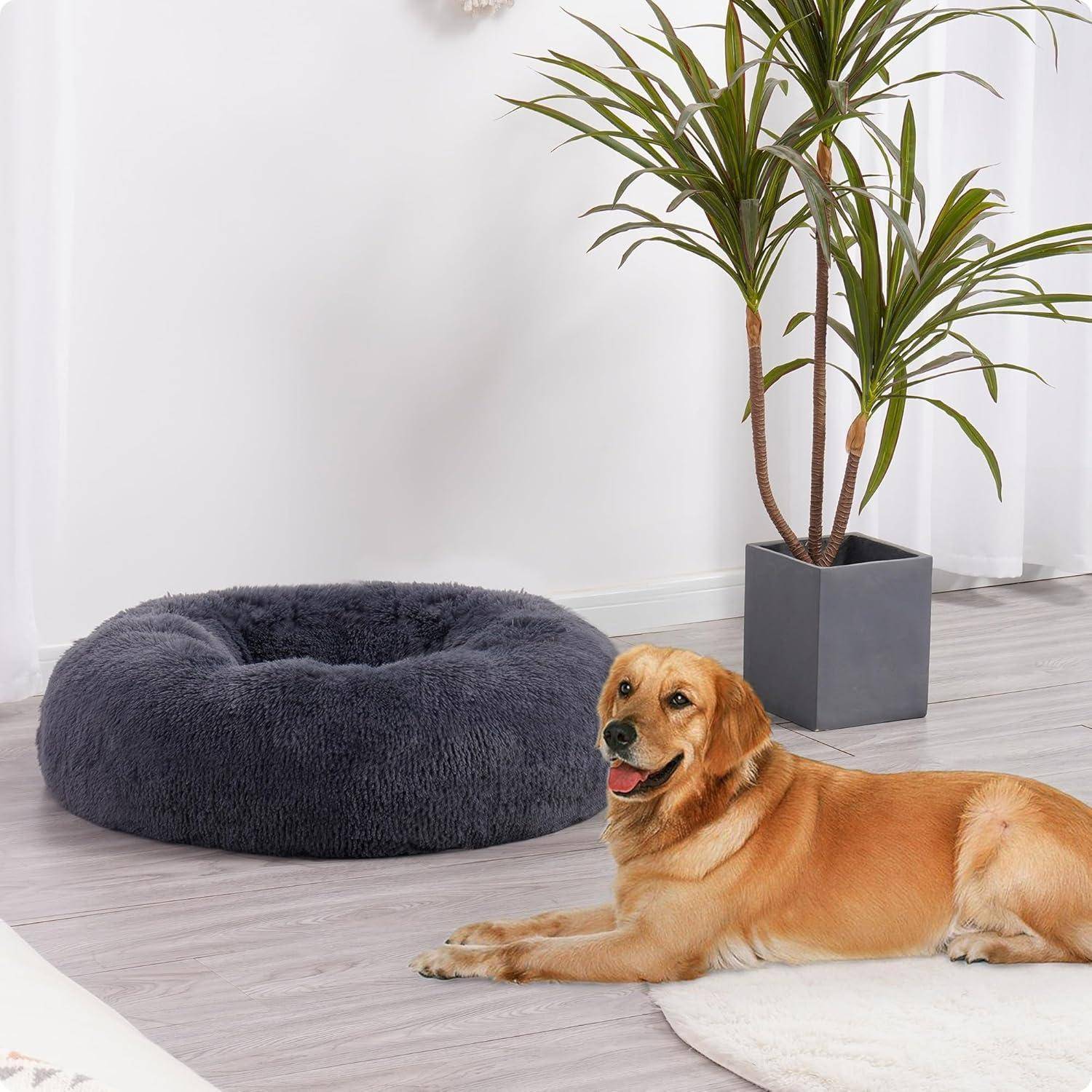 Ein Golden Retriever liegt auf einem Holzboden neben einem flauschigen grauen Hundebett und einer Topfpflanze in einem modernen, minimalistischen Raum.