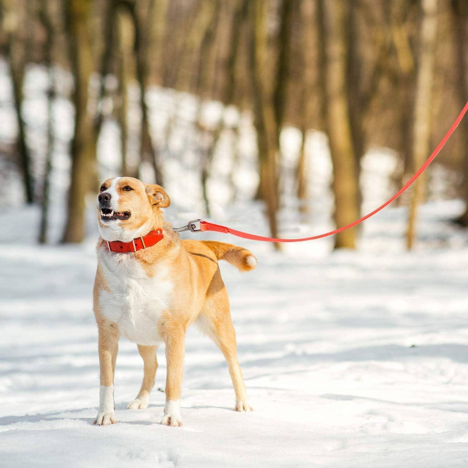 Ein Hund mit einem roten Halsband steht wachsam auf schneebedecktem Boden in einem Wald, an einer roten Leine befestigt. Bäume bilden einen verschwommenen Hintergrund.