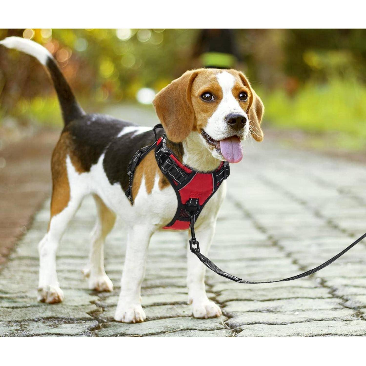 Ein braun-weißer Beagle an der Leine, der einen roten Geschirr trägt, steht auf einem Steinweg und hat die Zunge heraus, in einer sonnendurchfluteten Gartenumgebung.